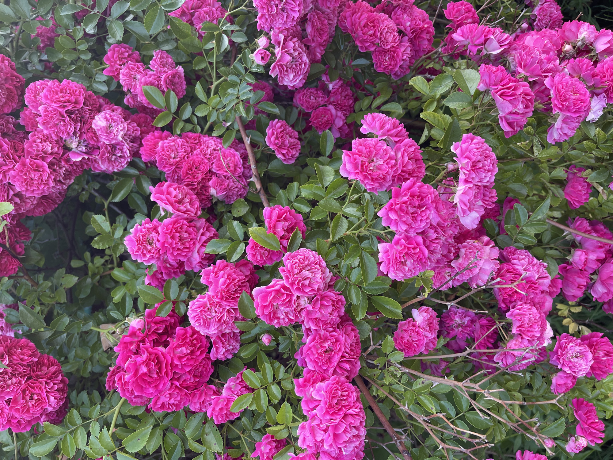 A vertical close-up shot displays a dense bush of bright pink roses, with many clusters of small, double-petaled flowers. The roses are in full bloom, with their vibrant color dominating the frame. Green leaves, some appearing slightly wilted, are interspersed among the blossoms, providing a leafy backdrop. The branches of the rose bush are visible, some bare and thorny, while others are covered in foliage. The lighting suggests an outdoor setting, likely during daylight hours, casting subtle shadows among the petals and leaves. The image has a shallow depth of field, with the foreground roses in sharp focus and the background slightly blurred, emphasizing the texture and detail of the flowers. The overall impression is one of abundant, lush floral growth.