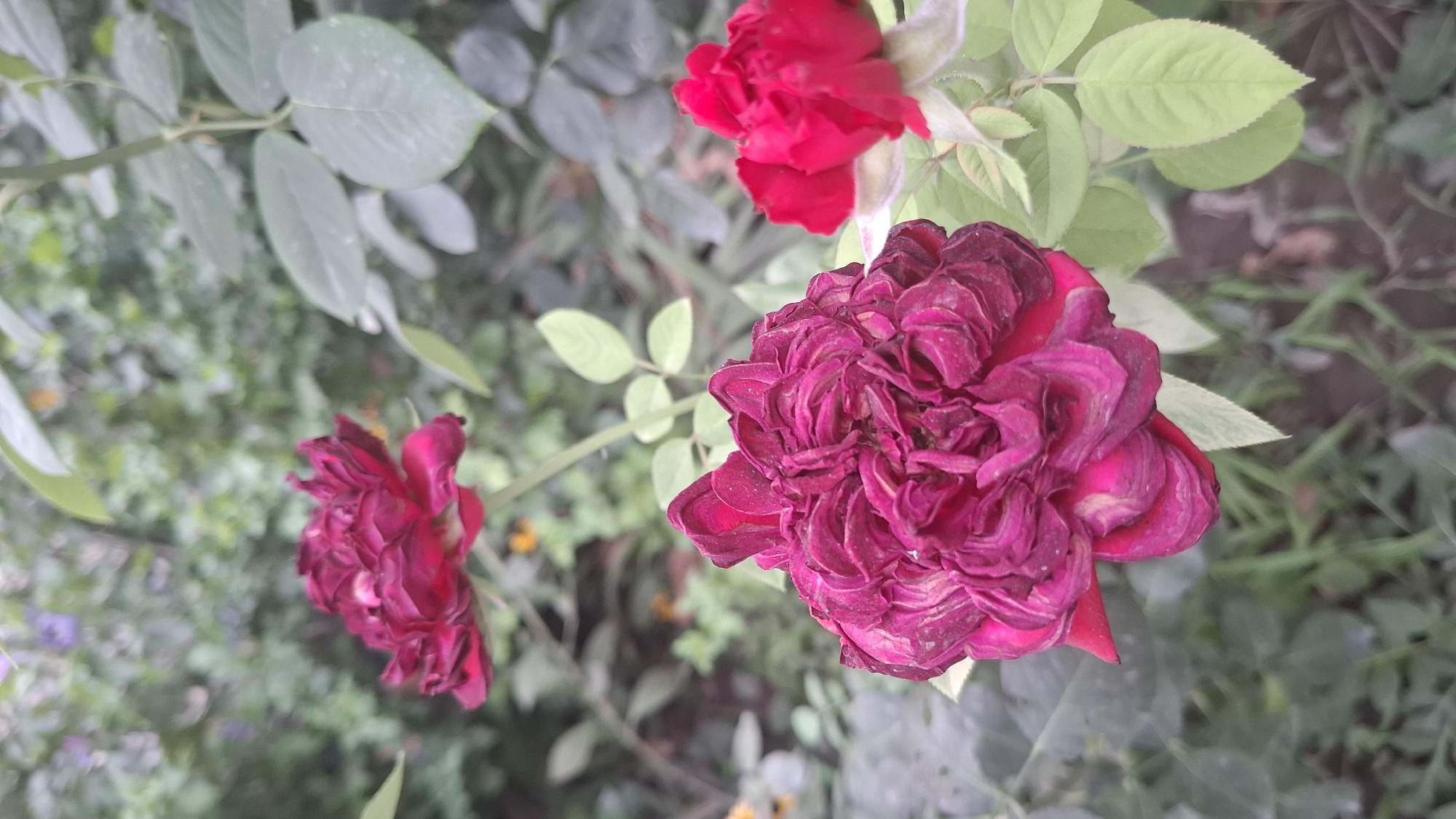 In Шұбарсу, Kazakhstan, a close-up photograph captures a cluster of three red roses against a blurred natural background. The rose in the foreground, the largest and most detailed, is a deep crimson with slightly wilted, layered petals, showing a textured appearance. To its right, a smaller, brighter red rose is partially visible, in sharper focus than the background. Further back and to the left, another deep red rose is seen from a side angle, its petals tightly furled. The environment is green and leafy, with a mix of soft focus foliage and darker stems, suggesting a garden setting. The lighting is subdued, creating a slightly moody atmosphere.
