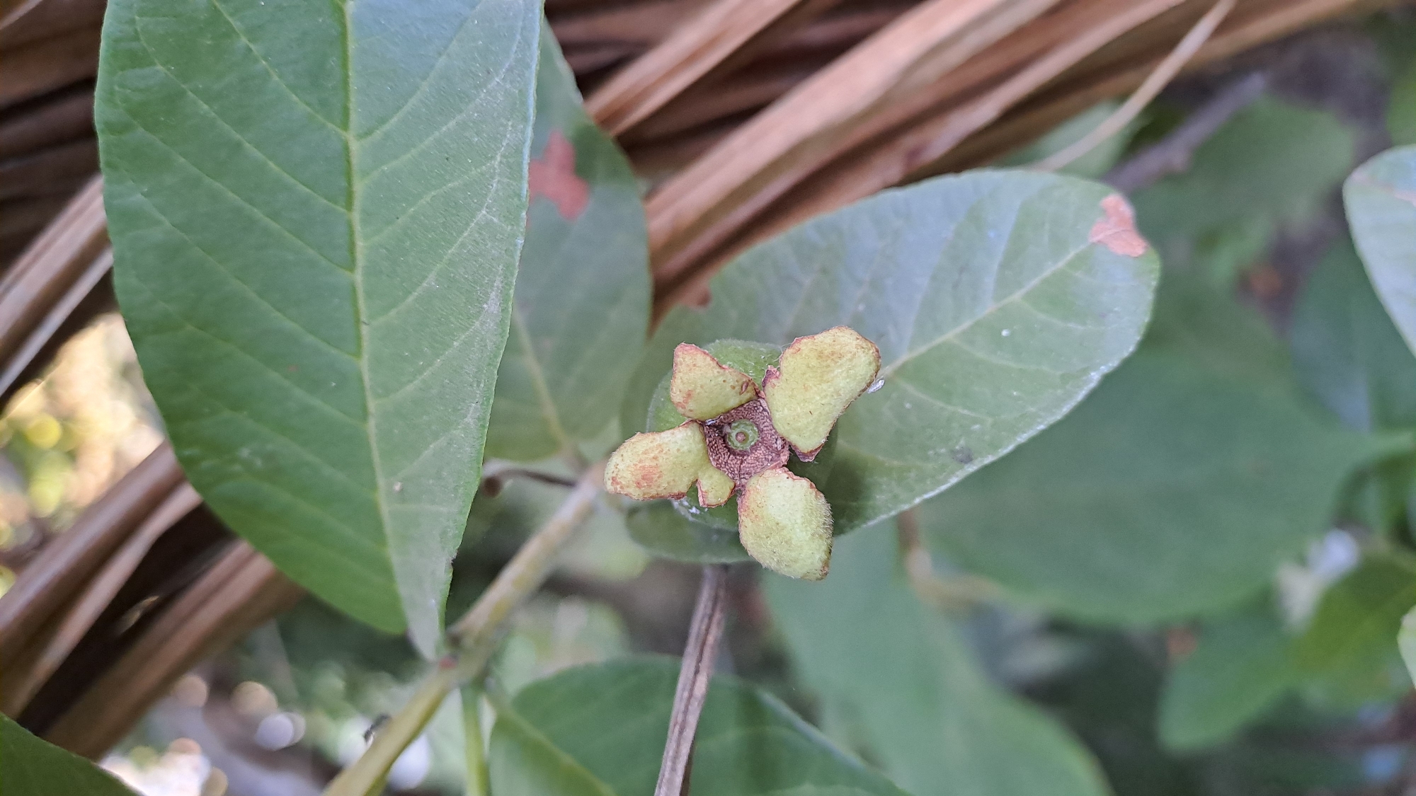 A close-up, high-angle shot focuses on a small, developing fruit or flower bud on a plant. The bud, a light green color, is surrounded by the edges of several larger, green leaves. It appears to have three or four distinct, fuzzy segments, tinged with reddish-brown at the tips. The center of the bud shows a small, textured, brownish circular structure. The background is softly blurred, with hints of brown, dried foliage and out-of-focus green leaves and light bokeh. The image was taken in Geulanggang Baro, Indonesia.