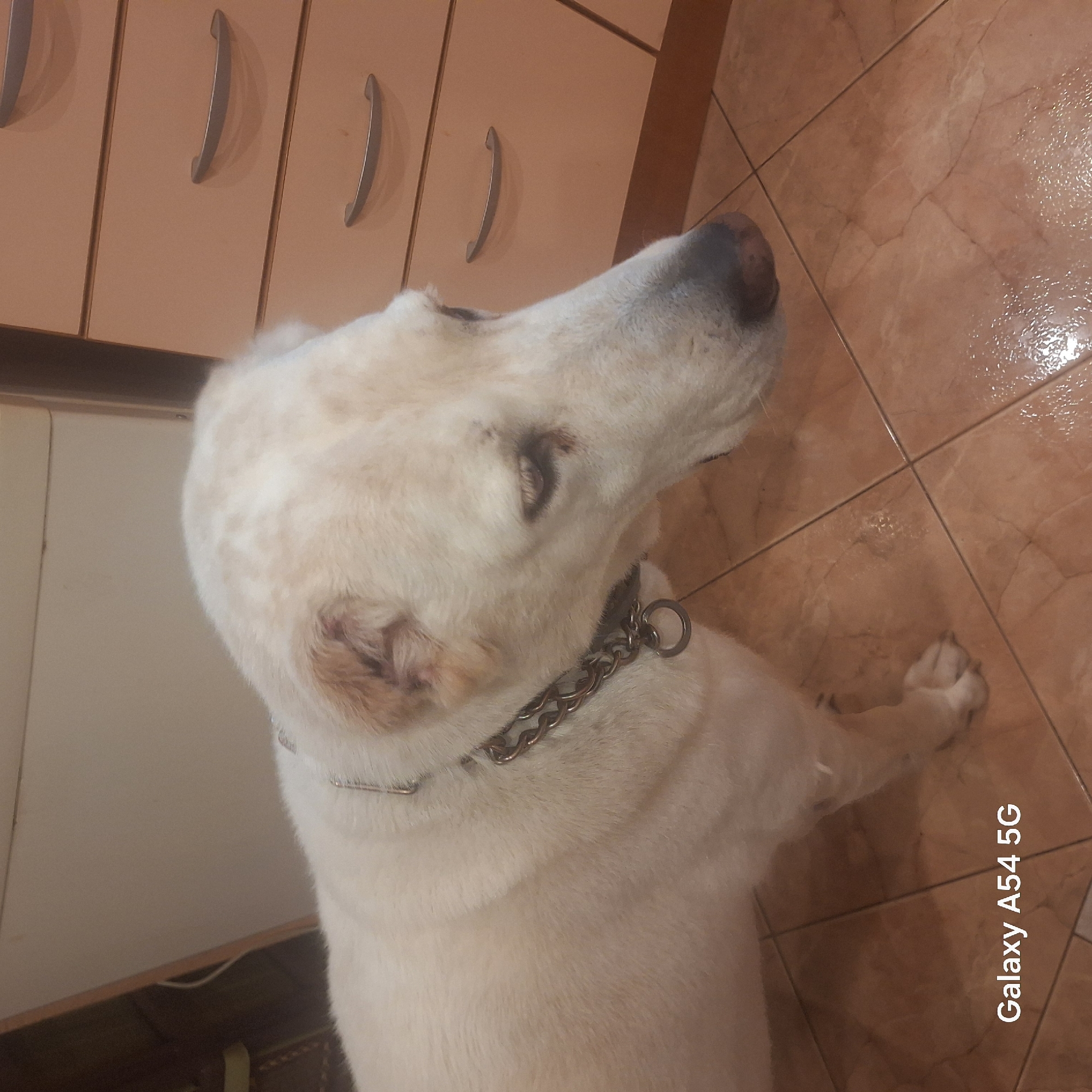 A tan tile floor serves as the background. A large white dog with a silver chain collar sits facing away from the viewer, its head tilted upwards. The dog is positioned near light brown cabinetry with arched silver handles. The text "Galaxy A54 5G" is printed vertically on the bottom right. The location is unknown.