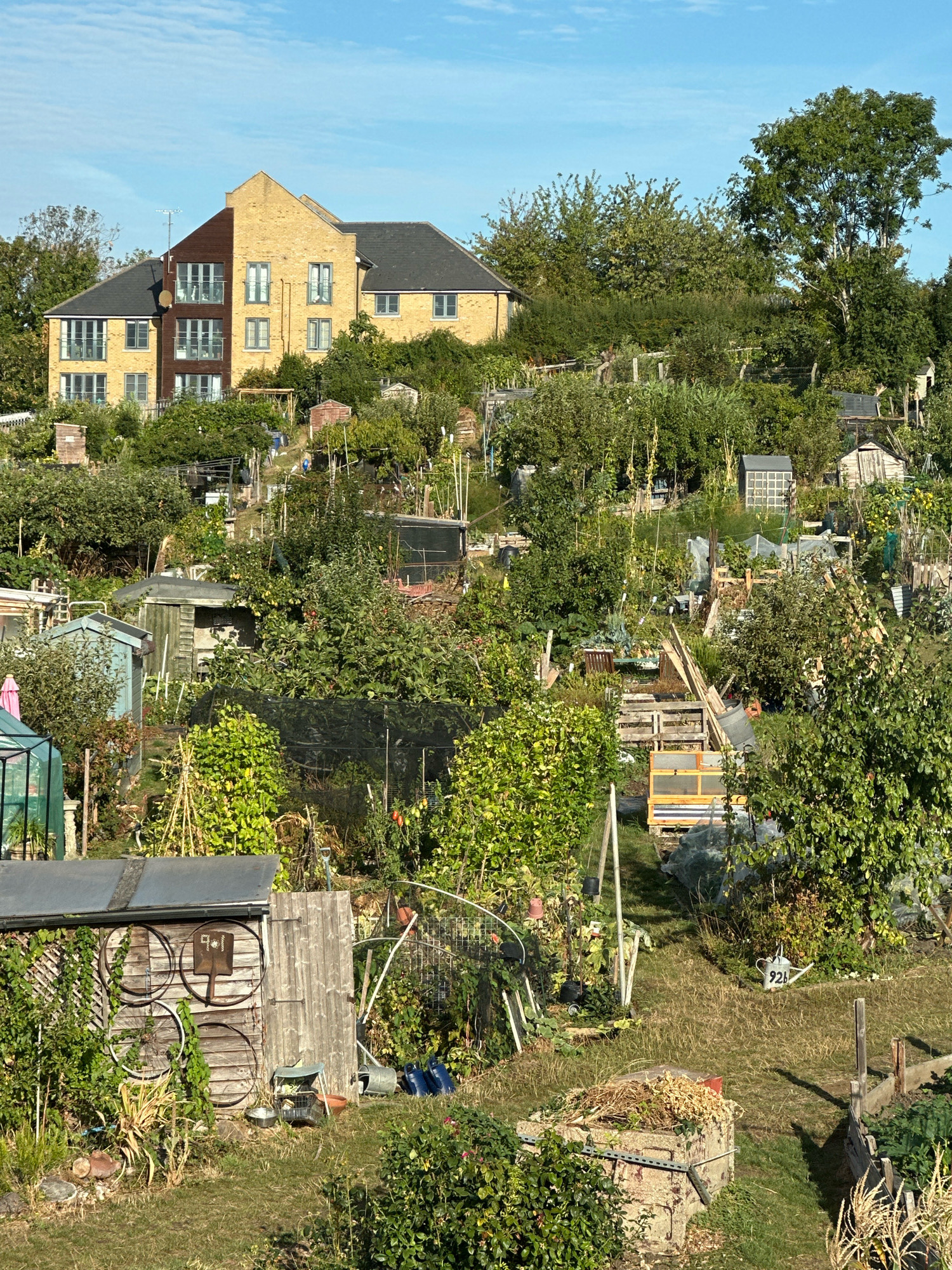 The image shows a panoramic view of a densely packed allotment site on a sunny day. The allotment is characterized by numerous small plots, each filled with a variety of plants, vegetables, and fruit trees. There are many garden sheds of various sizes and materials, greenhouses, raised beds, and compost bins scattered throughout the site. Tools such as spades, watering cans, and wheelbarrows are visible. The terrain appears to be sloped, with the allotment extending up a hill. In the background, a modern yellow brick apartment building is visible, nestled amongst trees. The overall impression is one of a vibrant and active community garden space. The scene is situated in the city of London, United Kingdom. There are no people visible in the image.