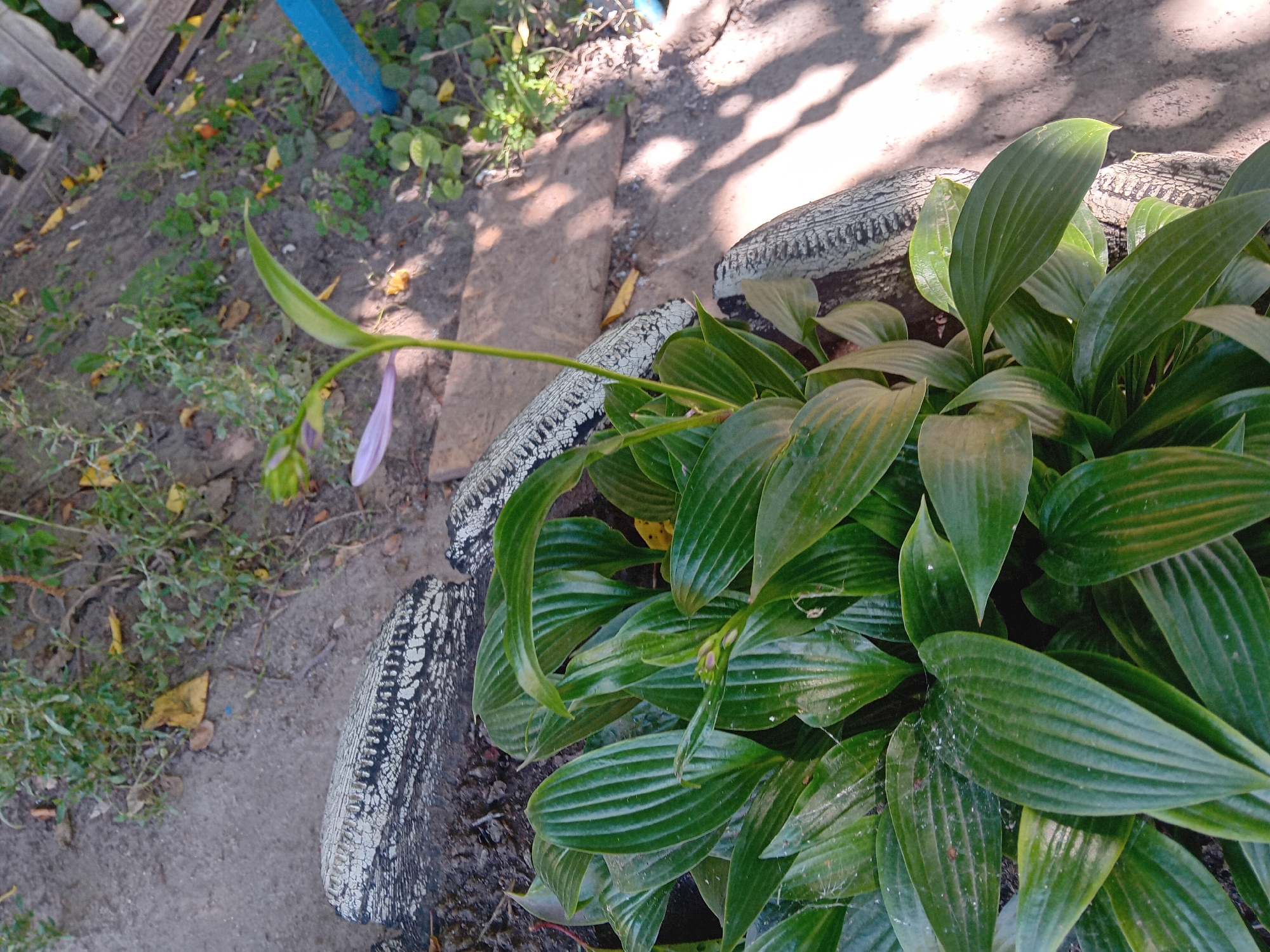 An outdoor shot captures a close-up view of green hosta plants, their broad leaves overlapping. A single, slender stalk extends from the foliage, bearing a pale purple flower bud and a partially opened bloom. The hostas are planted within what appears to be old, weathered tires that have been painted white and grey. The tires are cracked and peeling, suggesting they may be repurposed as planters. The ground surrounding the plants is a mixture of dirt and loose gravel, with scattered dry leaves. In the background, a weathered wooden fence and a bright blue metal post are visible. The lighting suggests it is daytime, with dappled shadows from overhead foliage cast across the ground. The scene is set in a garden area, likely in a residential setting within the city of Chuhuiv, Ukraine.