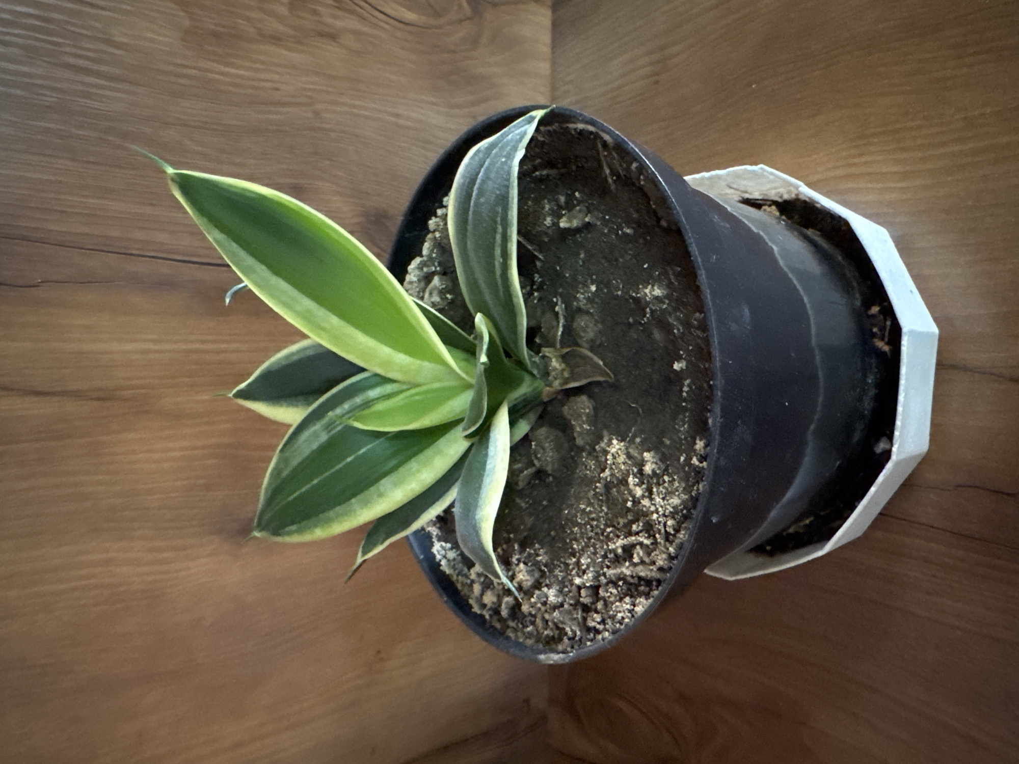 A snake plant, scientifically known as *Dracaena trifasciata*, is potted in a black plastic container with a white saucer. The plant has variegated leaves, featuring dark green centers with yellow margins. It is placed on a wooden surface, possibly a table or shelf, with a wooden paneled background. The image does not provide any information about the location in Qonaev, Kazakhstan, or any people.