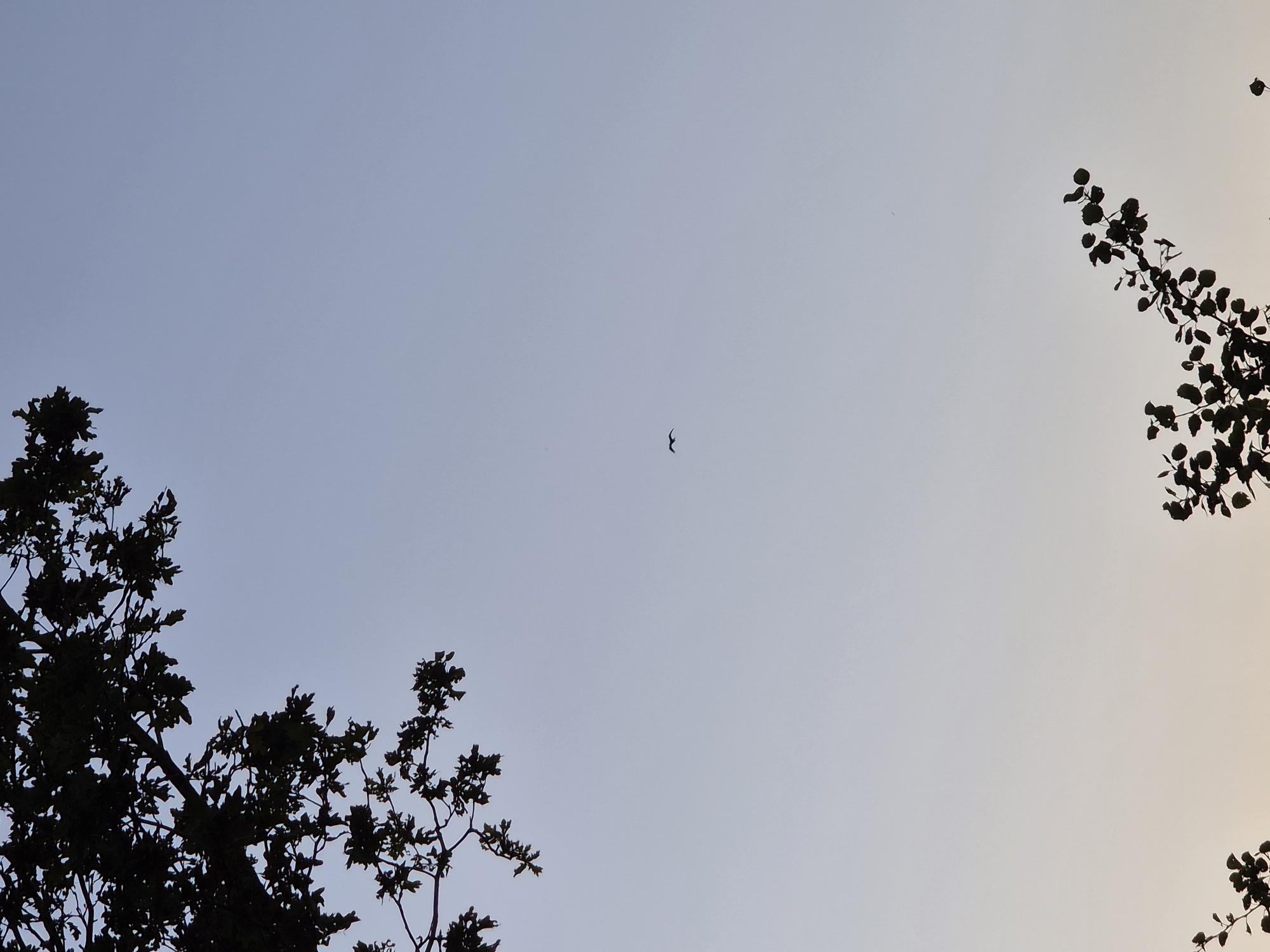 A lone bird is in flight against a clear, pale blue sky. Silhouetted tree branches frame the top and bottom edges of the image. The top left shows a dark silhouette of oak branches with leaves. The bottom right shows a dark silhouette of a leafy branch. The bird is positioned in the center-right of the frame, appearing as a small, dark shape with outstretched wings. The overall scene suggests an outdoor environment, possibly in a park or natural area within Schiffdorf, Germany, during daylight hours with a clear sky.
