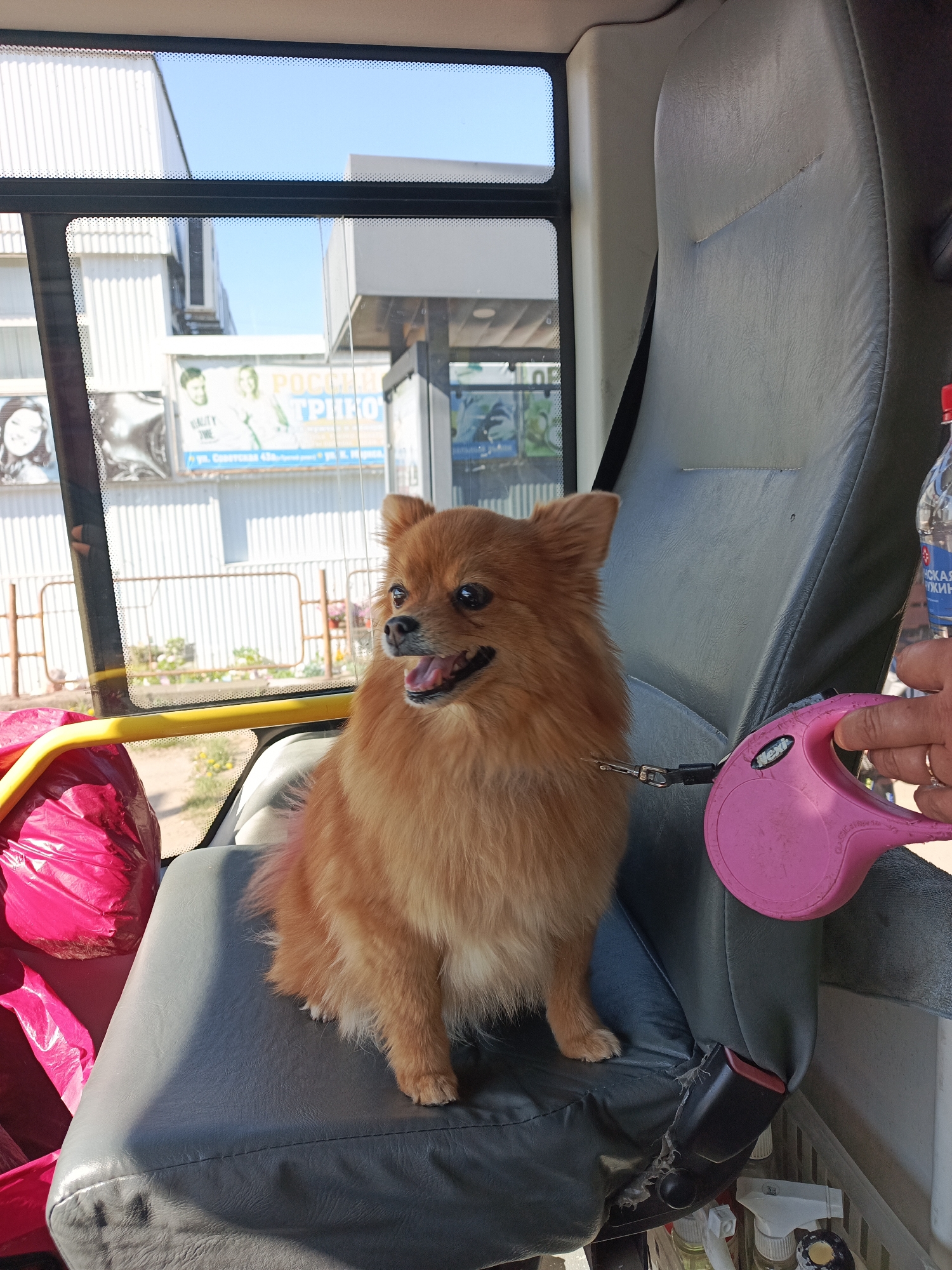 A fluffy, orange Pomeranian dog sits on a worn gray bus seat, secured by a silver leash attached to a pink retractable leash in a person's hand. The bus is in Chaikovsky, Russia, as indicated by the Cyrillic text visible on the signs through the window. Outside, there is a building with posters displayed, along with greenery. The interior of the bus is utilitarian, with a water bottle, cleaning supplies, and a pink bag visible. Sunlight streams through the window.