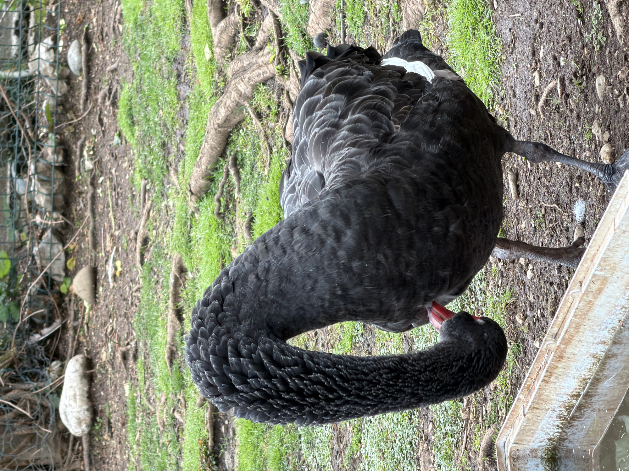 The image depicts a black swan standing on a dirt and grass surface next to a water trough. The swan has black plumage with a red beak. The background includes a wire fence and tree roots. This picture may have been taken in the city of Budva, Montenegro, but there are no specific identifying features in the image to confirm this.