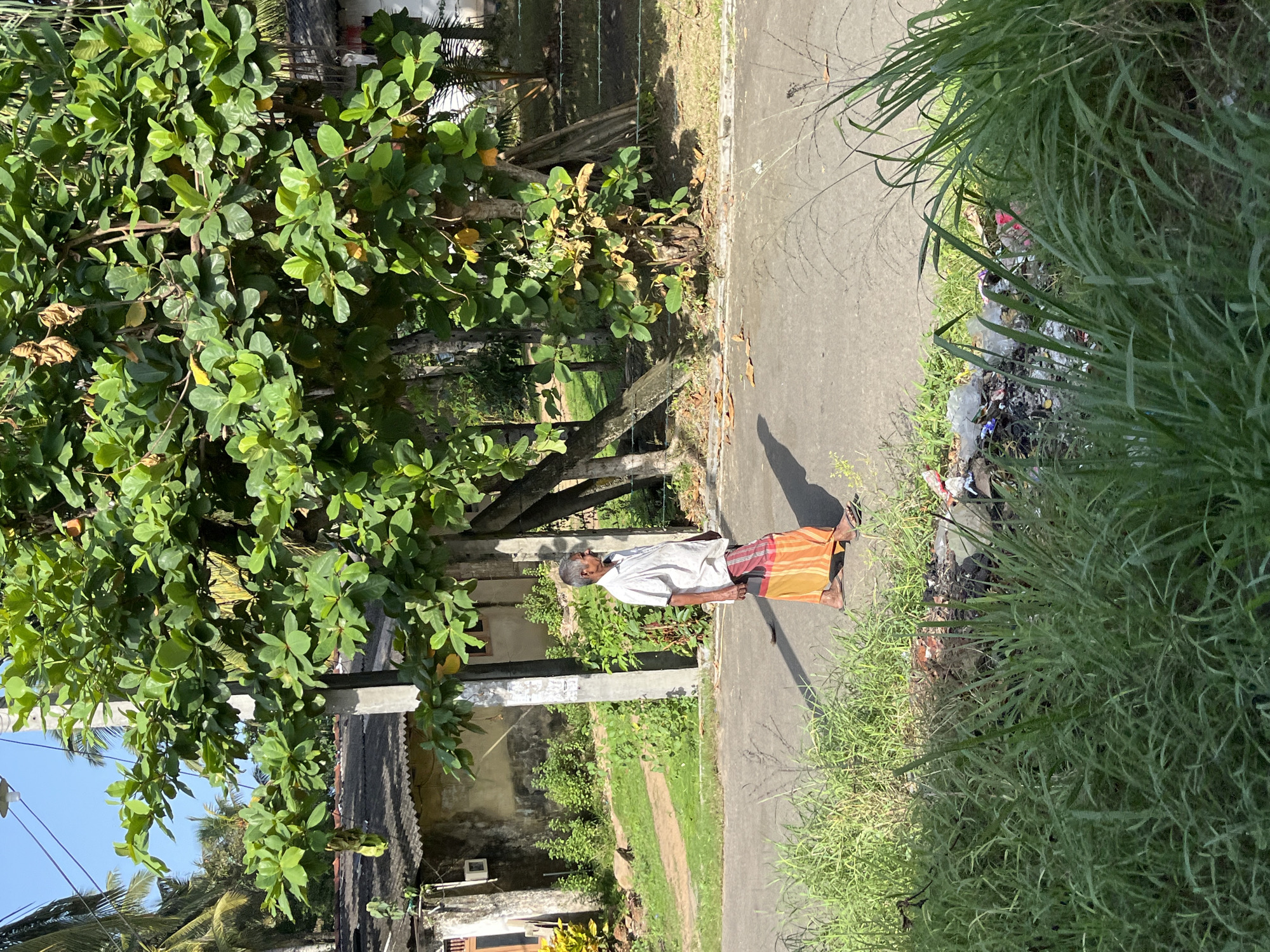 In Moratuwa, Sri Lanka, an elderly man with gray hair walks along a paved road. He is wearing a white short-sleeved shirt and a sarong with red, orange, and yellow stripes. The man is walking from left to right across the frame. He casts a long shadow on the road. In the foreground, tall green grass and weeds grow along the side of the road, with some scattered litter visible among the vegetation. Behind the man, a large tree with lush green leaves dominates the mid-ground. Beyond the tree, there are buildings with tiled roofs, and palm trees are visible in the distance against a clear blue sky. A concrete utility pole stands near the man.