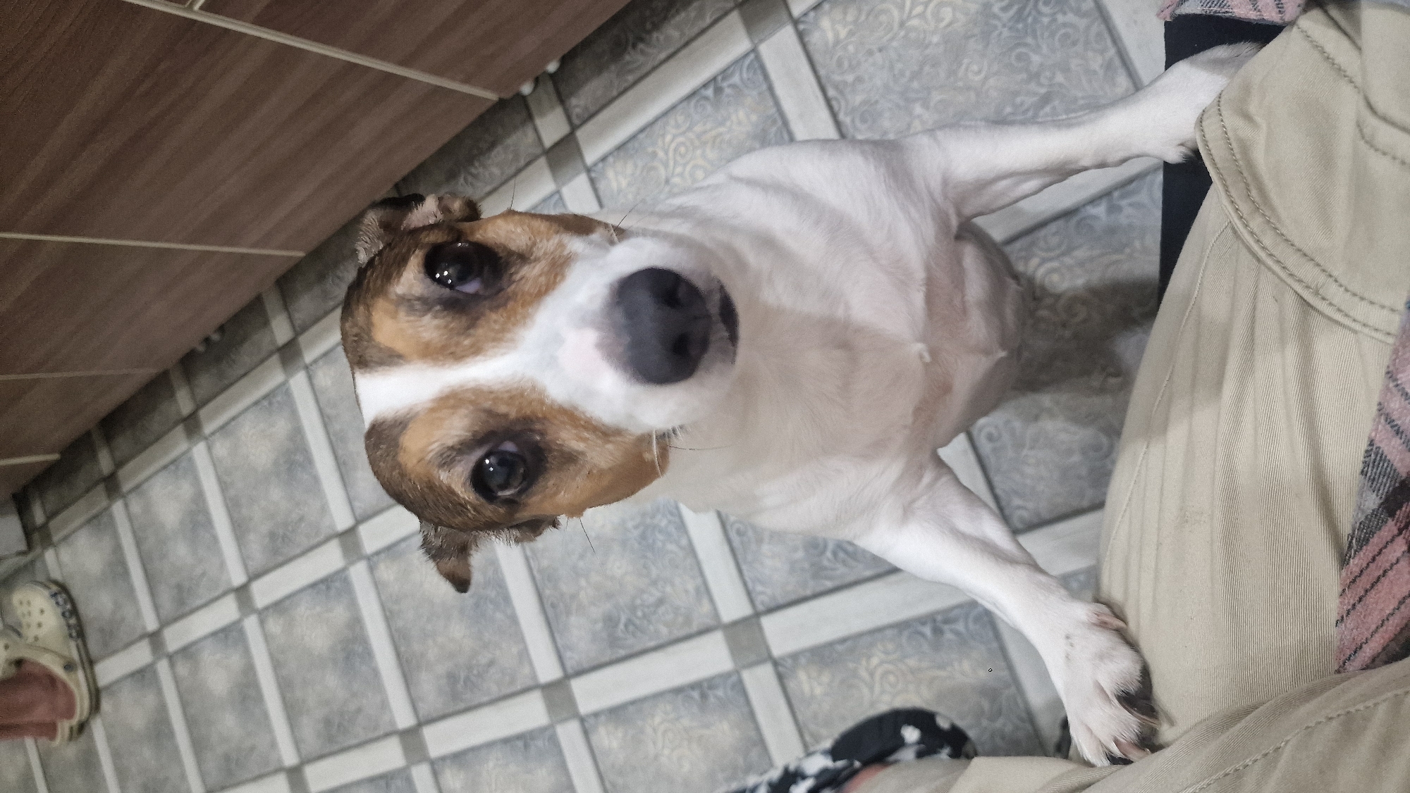A Jack Russell Terrier looks up from a tiled floor. The dog is predominantly white with tan markings on its head and ears. Its nose is dark, and its eyes are dark brown. The dog's body is mostly white, with its front paws visible. One paw is resting on a person's leg, which is clad in beige pants with visible stitching. A pink and black plaid scarf or fabric is draped over the person's leg as well.
The floor is covered in square tiles with a grey and white patterned design. To the left of the dog, a wooden surface is visible, possibly a countertop or cabinet. A white Croc shoe with a pink strap is also visible on the far left of the image. The lighting suggests it is daytime. The overall scene appears to be indoors, possibly in a kitchen or hallway. There is no visible text in the image. The dog's expression seems curious or expectant.