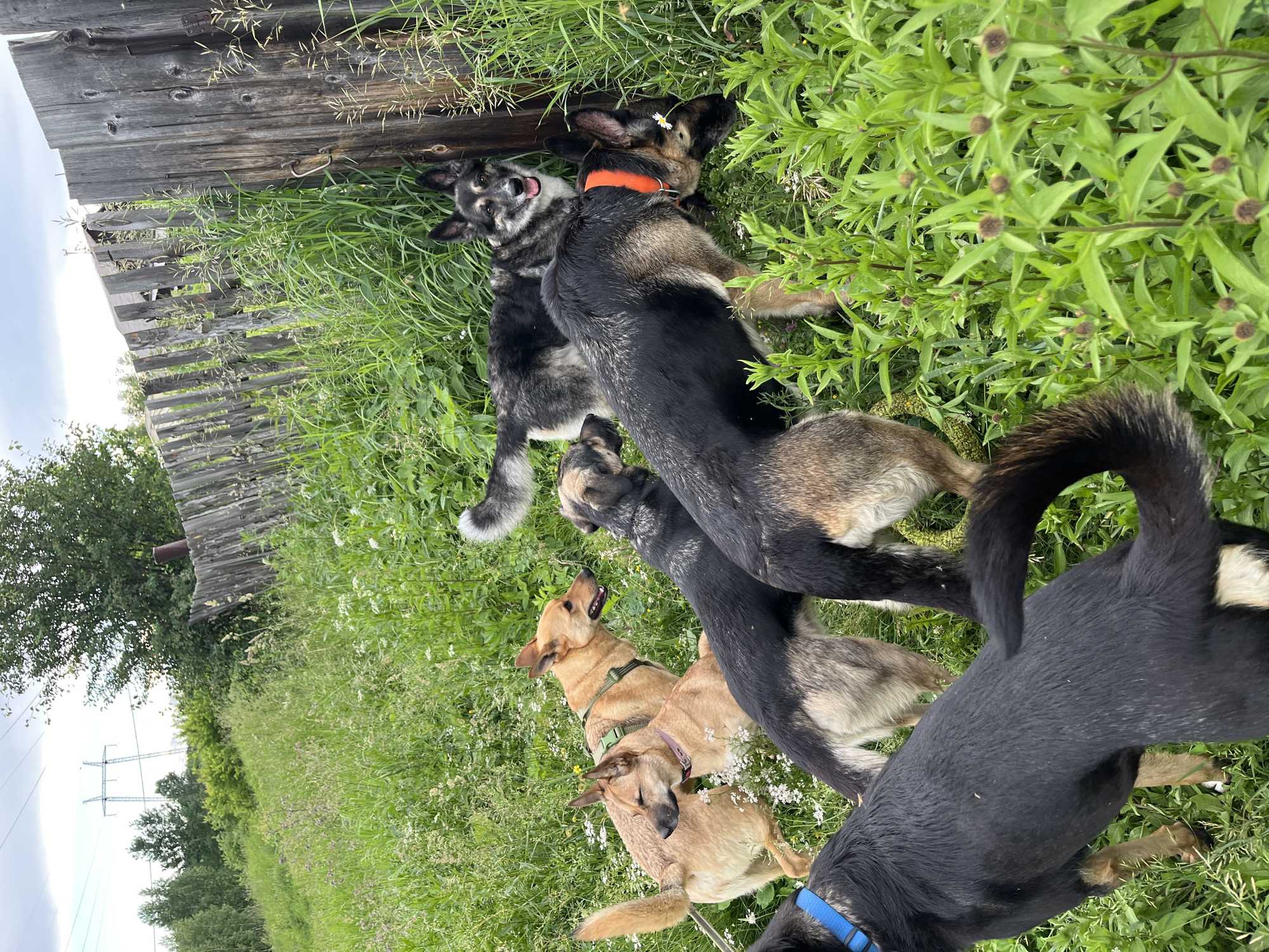 A pack of six dogs, primarily of German Shepherd and mixed breeds, are gathered in a grassy area next to a weathered wooden fence. The dogs are in various states of activity; some are sniffing the ground, others are looking towards the camera, and one is partially visible with its tail up. The environment appears to be a rural or semi-rural setting, with tall green grass, wildflowers, and trees in the background. Power lines are visible in the distance, suggesting proximity to an urban or semi-urban area. The lighting indicates it is daytime. This scene is consistent with a common area in Nizhny Tagil, Russia, such as the outskirts of a dacha settlement or a park area near the city's industrial zones, where residents often walk their dogs.