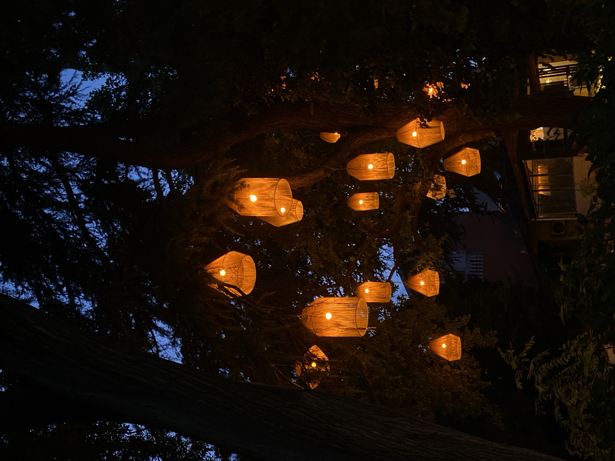 The image shows an outdoor scene at dusk or night, featuring numerous hanging lanterns illuminated with warm, orange light. These lanterns are suspended from the branches of large trees, creating a festive and ambient atmosphere. The lanterns vary in shape and size, with many appearing to be woven from natural materials like rattan or bamboo. Behind the trees, glimpses of buildings can be seen, suggesting an urban or suburban setting. The sky above is a deep blue, indicative of twilight. The foliage of the trees is dense and dark, contrasting with the glowing lanterns. There are no people visible in the image. The scene appears to be a decorative lighting installation in a garden or outdoor area. The image was taken on Rustaveli Avenue in Tbilisi, Georgia.