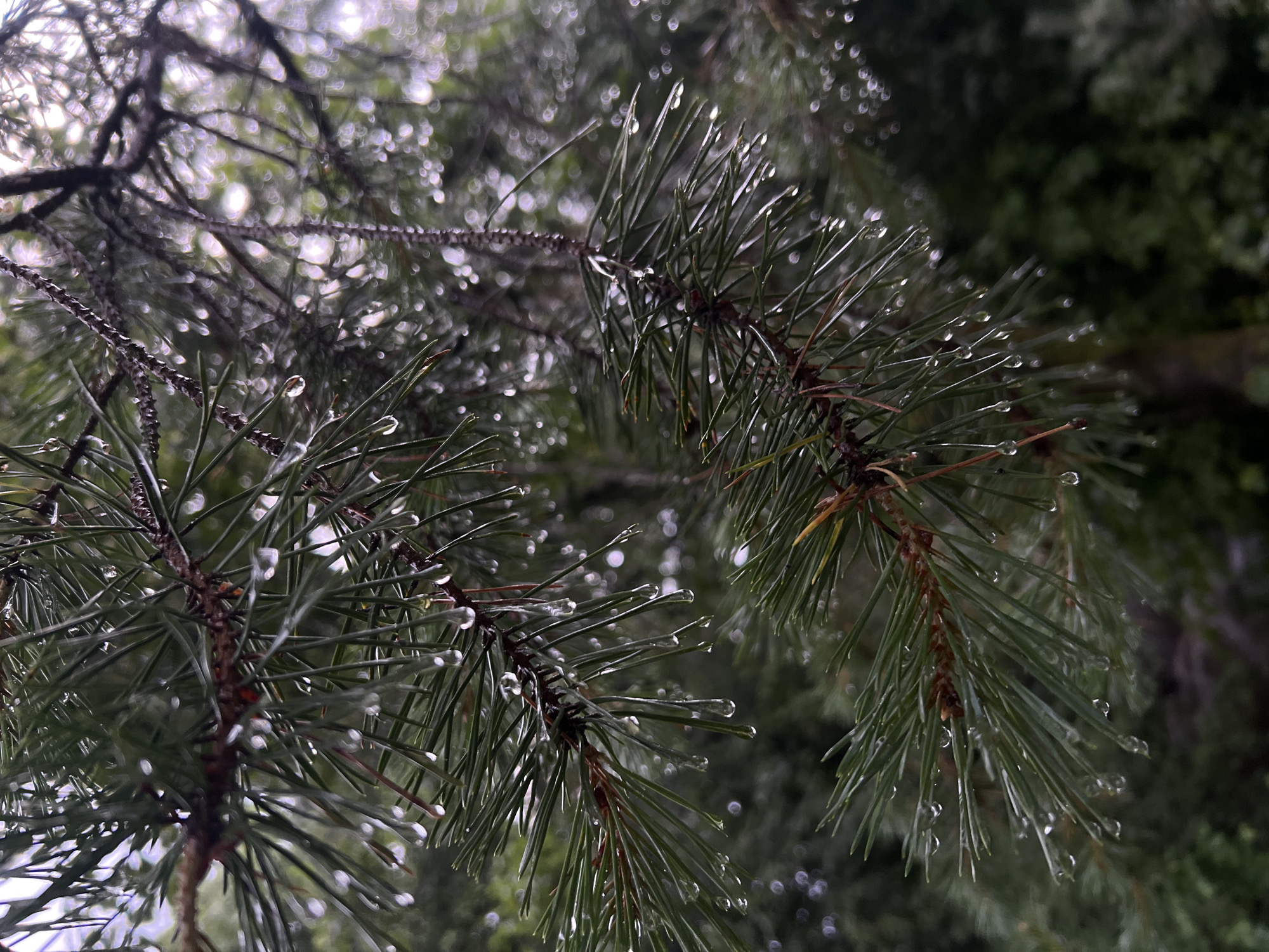 The image shows a close-up view of pine needles covered in water droplets. The needles are a vibrant green, and the water droplets are clear and distinct, reflecting light. Some of the droplets are elongated, appearing to be in the process of falling. The background is a blur of dark green foliage and bright, out-of-focus highlights, suggesting a natural, possibly forested environment. The overall impression is one of a refreshing rain shower on evergreen trees. The scene is not specific to any particular location in Toksovo, Russia, as it depicts a common natural occurrence. There are no people or discernible human-made objects in the image.
