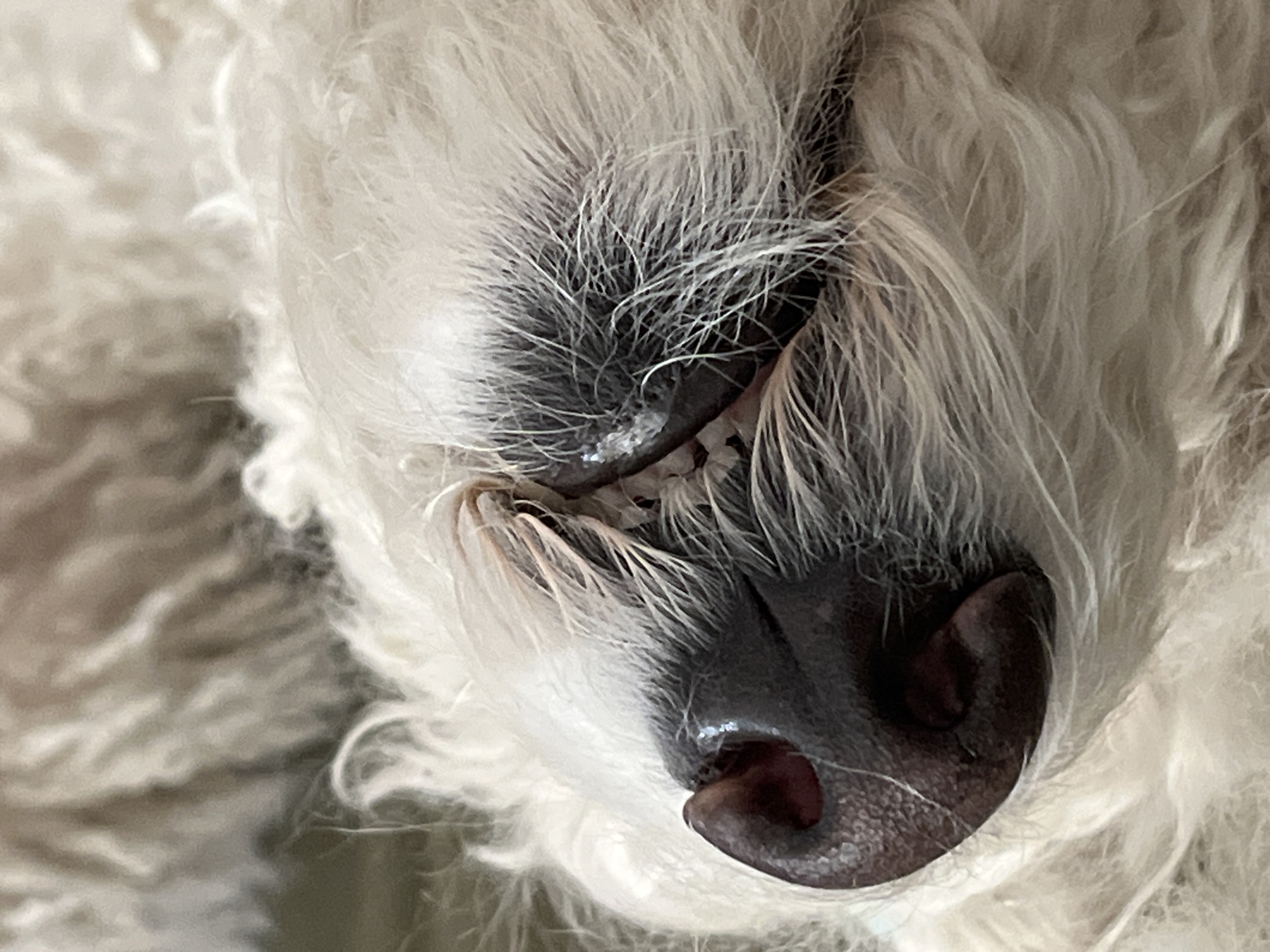 The image shows a close-up of a white dog's face, specifically its snout and teeth. The dog appears to be sleeping, as its eyes are closed. The snout is dark and textured, while the teeth are small and visible. The surrounding fur is white and fluffy. The location is unknown.