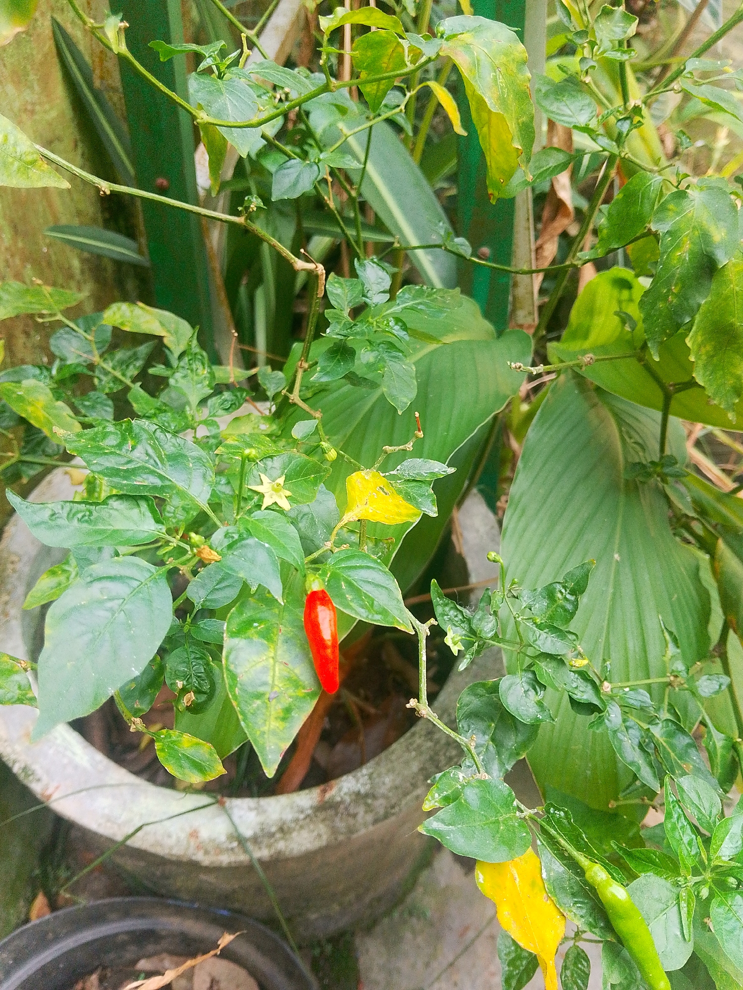 This image shows a close-up view of a chili pepper plant in a pot. The plant has green leaves, some of which are yellowing, and several chili peppers. One red chili pepper is prominently displayed in the center of the image, while a green chili pepper is visible on the right side. A small yellow flower is also present on a branch. The pot appears to be made of concrete and is placed outdoors. In the background, there are other green plants and a blurry, light-colored wall. The scene is set in Barabai, Indonesia.