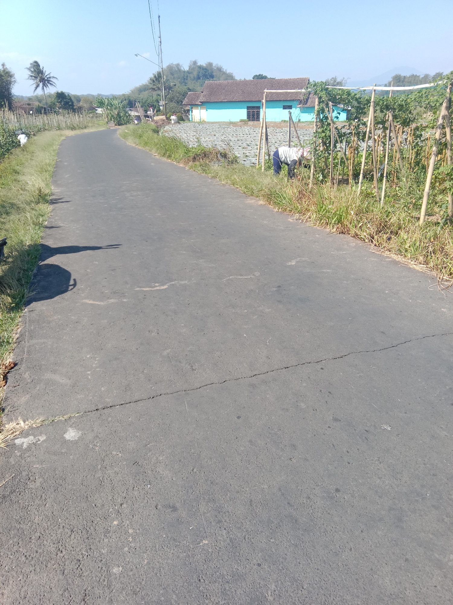 In Mandisari, Indonesia, a rural road curves through a landscape dotted with homes and agricultural plots under a clear blue sky. On the left side of the road, tall green grass grows alongside a wooden fence. Further down the road, a lone palm tree stands tall. On the right side of the road, a farmer is tending to plants in a garden featuring bamboo trellises. In the background, a modest blue house with a brown roof is visible, surrounded by what appears to be cultivated land. The road itself is asphalt with visible cracks and wear. The scene captures a serene, everyday moment in a rural Indonesian setting.