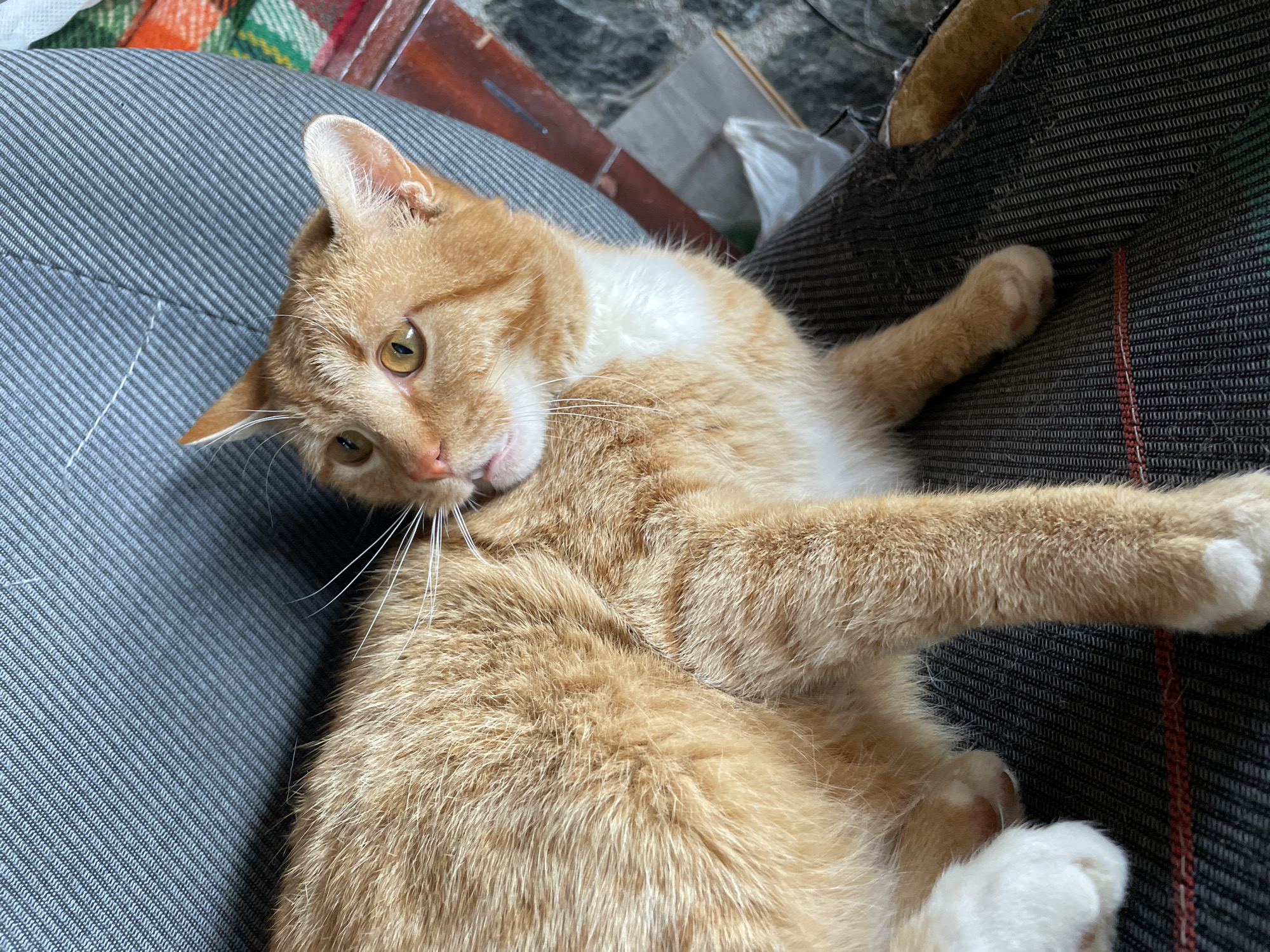 A medium-close-up shot reveals a ginger and white domestic shorthair cat lounging on a gray cushion and a black fabric chair with thin red stripes. The cat's head is tilted to its left, with its gaze directed towards the camera. The cat's right front paw extends upwards. The environment suggests an interior setting, possibly a home or apartment. Zlatograd, Bulgaria is not discernable as location.