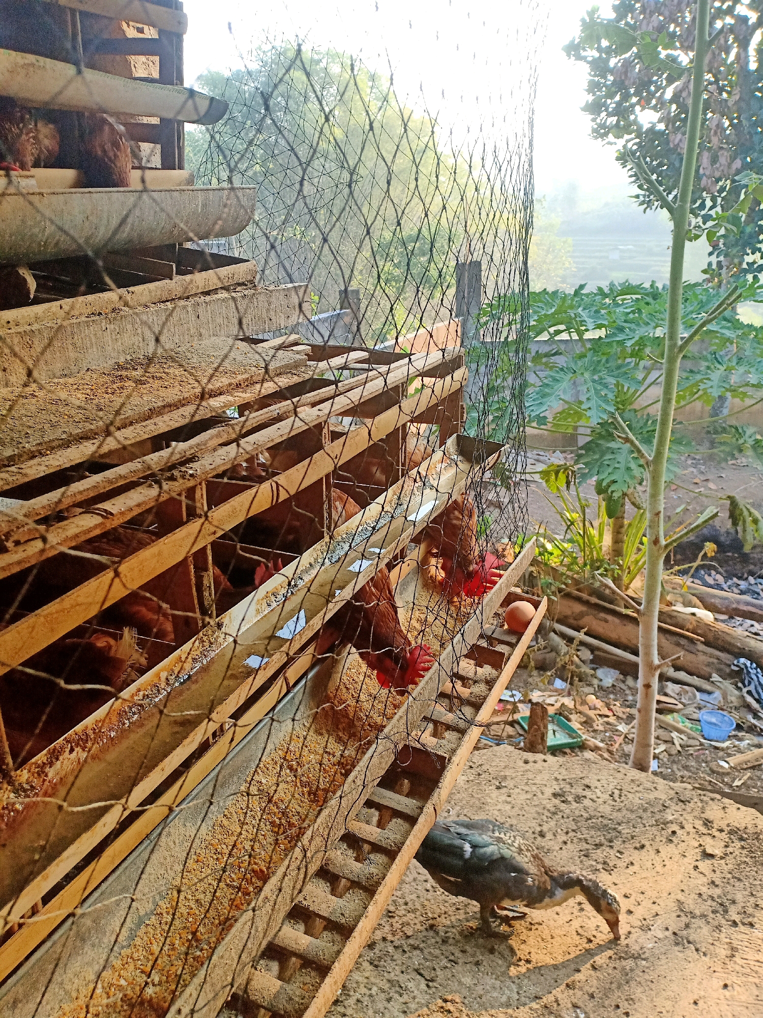This image depicts an outdoor scene at a chicken coop in Tasikhargo, Indonesia. The foreground features a duck foraging on the ground, which appears to be composed of dirt and sand. Behind the duck, a multi-tiered chicken coop is visible, constructed from wood and metal. Several brown chickens are present within the coop, appearing to be eating from feeders filled with grain. A fishing net hangs in front of the coop, obscuring parts of the structure and the chickens. The background reveals a hazy, sunlit landscape with trees and what appears to be terraced fields. Debris, including wood scraps and plastic items, is scattered on the ground near the coop.