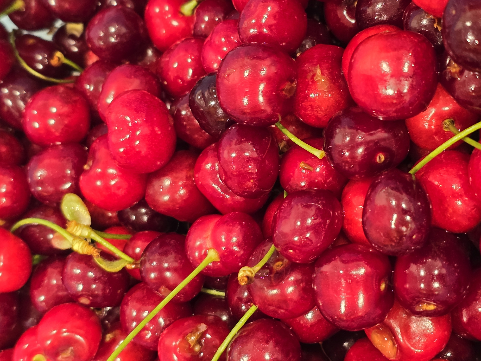 A close-up photograph shows a pile of red and dark red cherries, some with green stems still attached. The cherries are densely packed, and many have a shiny, reflective surface.