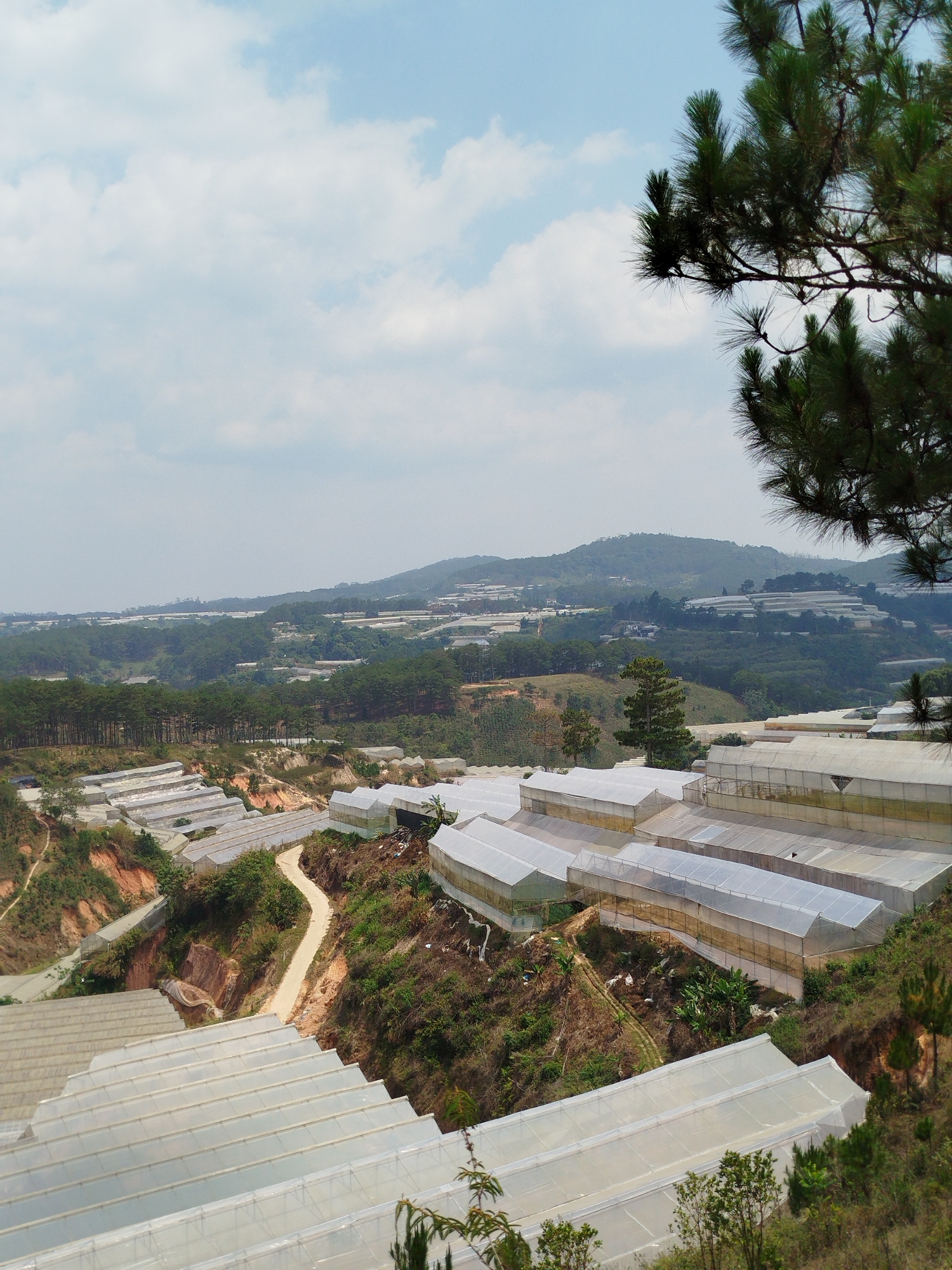 The image shows a landscape view of what appears to be a mountainous region filled with agricultural greenhouses. The location is likely in or near Lang Biang - Da Lat, Vietnam, given the terraced arrangement of the greenhouses on the slopes and the overall climate. Numerous greenhouses, covered in translucent plastic or similar material, are arranged in rows across the hills. A dirt road or path winds its way between the greenhouse complexes. In the background are more hills and mountains. The sky is overcast with clouds. The vegetation appears to be a mix of trees and shrubs. Part of a tree is visible in the upper right corner.