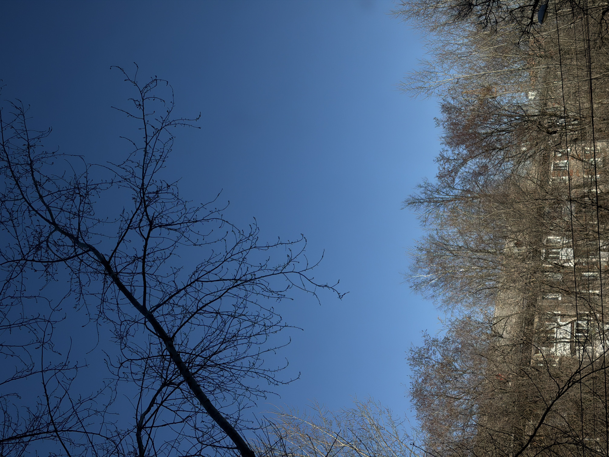 The image captures a view looking upward, showcasing a clear blue sky in the center. To the left, bare tree branches, devoid of leaves, extend diagonally across the frame, their dark silhouettes contrasting against the bright sky. On the right side of the image, a dense collection of similar leafless trees fills the space, with an upside-down building peeking through the branches towards the upper right. Electrical wires are visible intertwined within the trees on the right. The trees and building on the right appear upside down, suggesting an intentional or accidental inversion during image capture or processing. Given the urban setting with buildings and electrical infrastructure, and taking into account the architectural style of the building in the picture, the location is in the city of Perm, Russia.