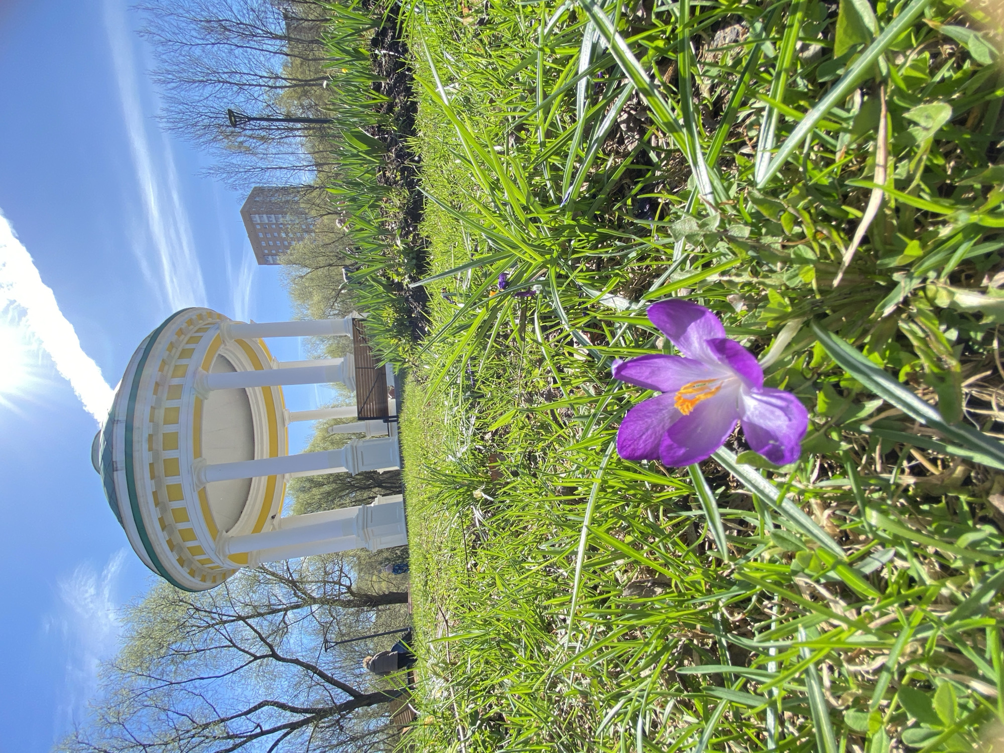 A vibrant purple crocus flower with an orange stamen dominates the lower right foreground, nestled among lush green grass. The image captures a sunny spring day in an outdoor park setting, potentially in Moscow, Russia, given the provided context.
In the mid-ground on the left stands a prominent classical-style gazebo or rotunda, featuring a light yellow domed roof with green accents, supported by white columns. A dark brown park bench is partially visible within the gazebo, suggesting a place for relaxation.
The scene is bathed in bright daylight, indicated by the clear blue sky with streaks of wispy white clouds and a strong sun flare visible in the upper left. Bare trees and trees with fresh, light green foliage line the mid-ground and background, signifying early spring. In the distant background, beyond the trees, a multi-story building with multiple windows can be seen, hinting at an urban environment bordering the park. A single light pole also appears in the distance. While difficult to discern clearly, faint human figures might be present in the distant background, one near the gazebo and another further back, but they are indistinct. No visible text is present in the image. The overall impression is one of peaceful natural beauty and the freshness of spring.