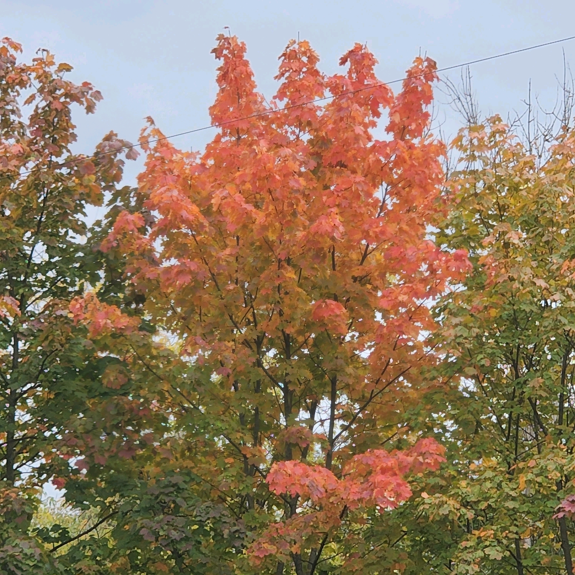 The image captures a cluster of deciduous trees displaying autumn foliage, predominantly in shades of orange and green. A thin, dark wire stretches horizontally across the upper portion of the frame, suggesting the presence of overhead power lines. The background consists of a pale, overcast sky. The scene is devoid of any people, animals, or specific landmarks, making it impossible to determine its precise location within Moscow, Russia, or any other city. The focus is solely on the natural elements of the trees and the sky, with the artificial element of the wire being a secondary detail.