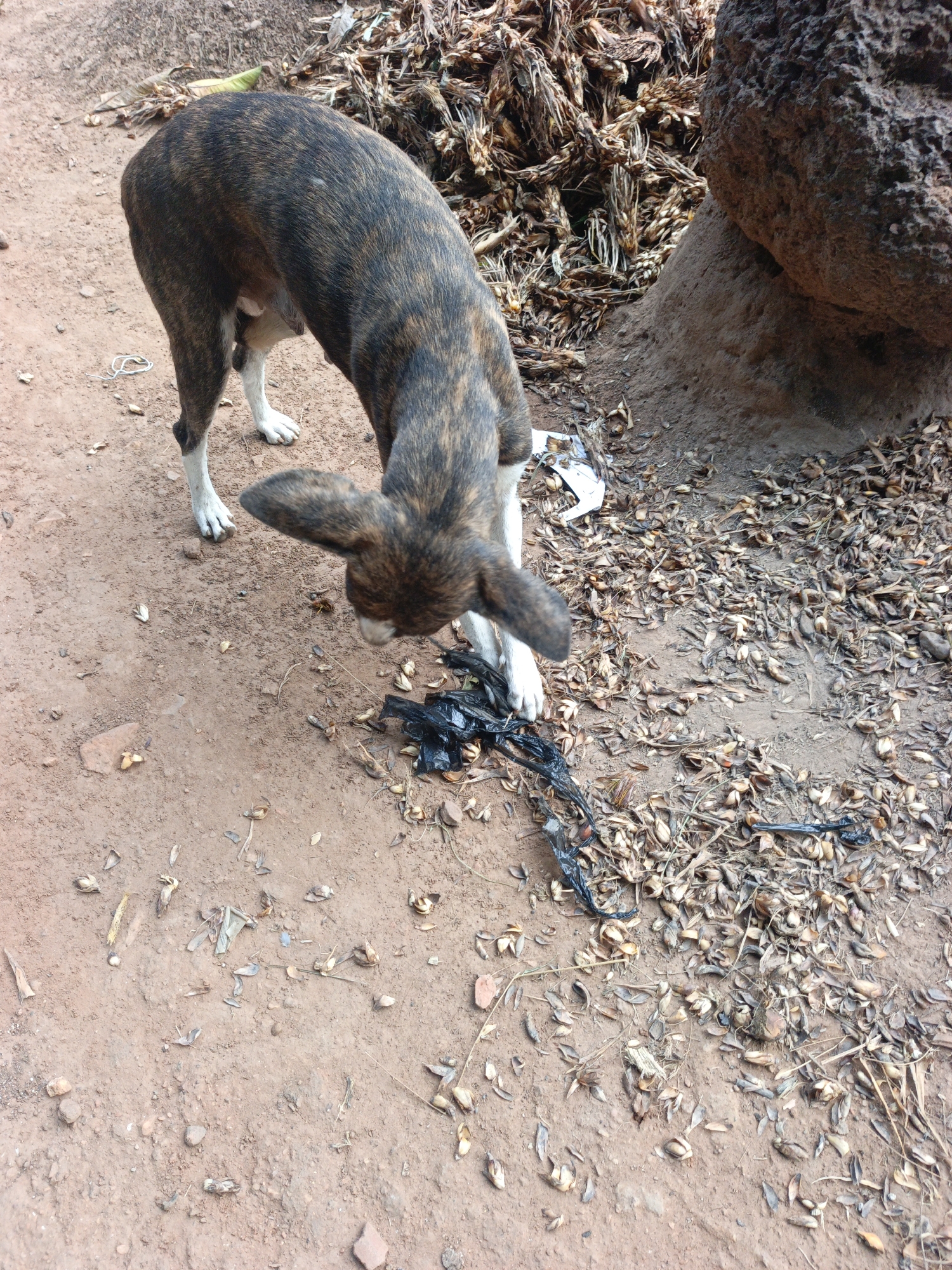 Akwanga, Nigeria. A brindle-patterned dog with white socks stands on reddish-brown dirt. The dog's head is lowered, and it appears to be sniffing a black plastic trash bag on the ground. The surrounding area is littered with dry seeds and other debris. In the background, there is a pile of dried plant matter and a large rock.