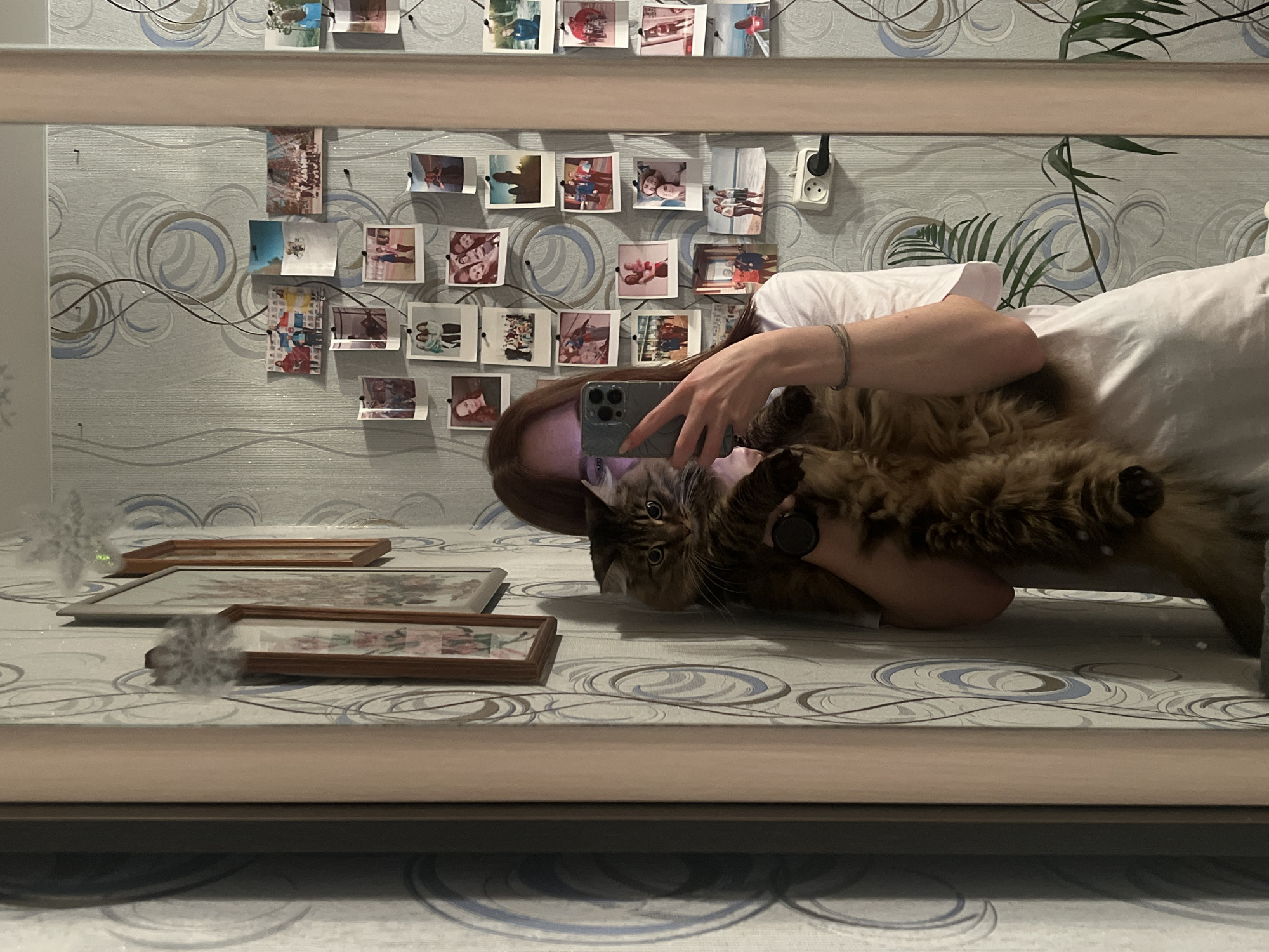 A female individual is captured in a mirror reflection, holding a large, long-haired tabby cat and simultaneously operating a light-colored smartphone with a multi-lens camera system to take a selfie. The individual's face is largely obscured by the smartphone; a portion of reddish-brown hair is visible, and she wears a white short-sleeved top and a simple bracelet on her left wrist. The cat, with prominent ear tufts and light-colored eyes, looks directly forward.
The background, visible in the mirror's reflection, features light-toned wallpaper adorned with a swirling grey and blue pattern. On the left side of the reflection, two framed pictures with narrow wooden borders hang vertically. The right side of the reflected wall space is covered with numerous small, printed photographs, secured to the wall with pushpins, forming an informal collage. A white electrical outlet with a black cord plugged into it is visible in the lower right portion of the reflected wall. A green leafy plant is partially visible in the lower right corner of the scene. The setting is a domestic interior, identified as a residence in the city of Chaikovsky, Russia.