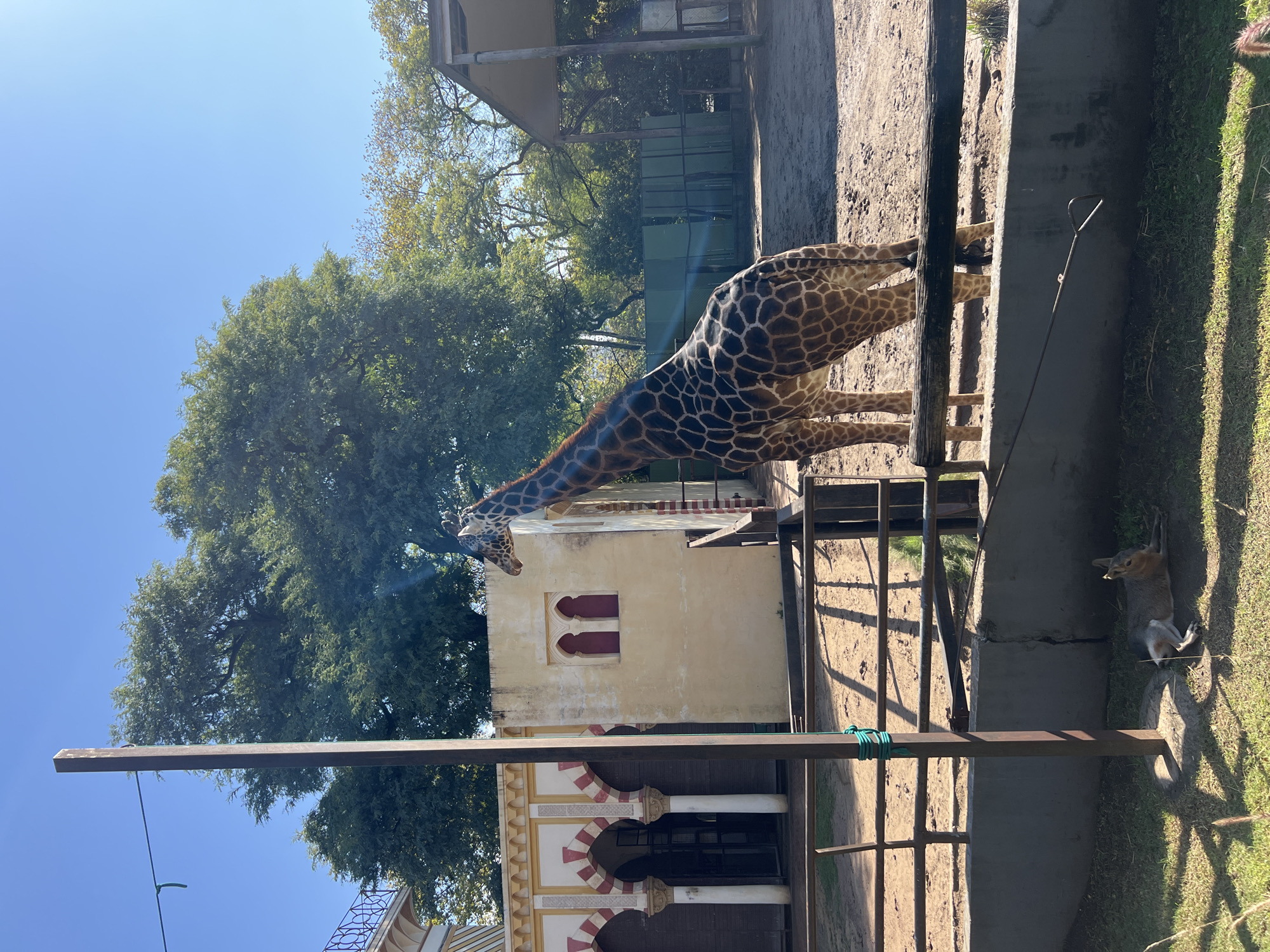 A giraffe stands near a building with Moorish arches. The location is the Buenos Aires Zoo in Argentina. Next to the giraffe is a capybara lying on its back. The sky is bright blue with trees in the background.