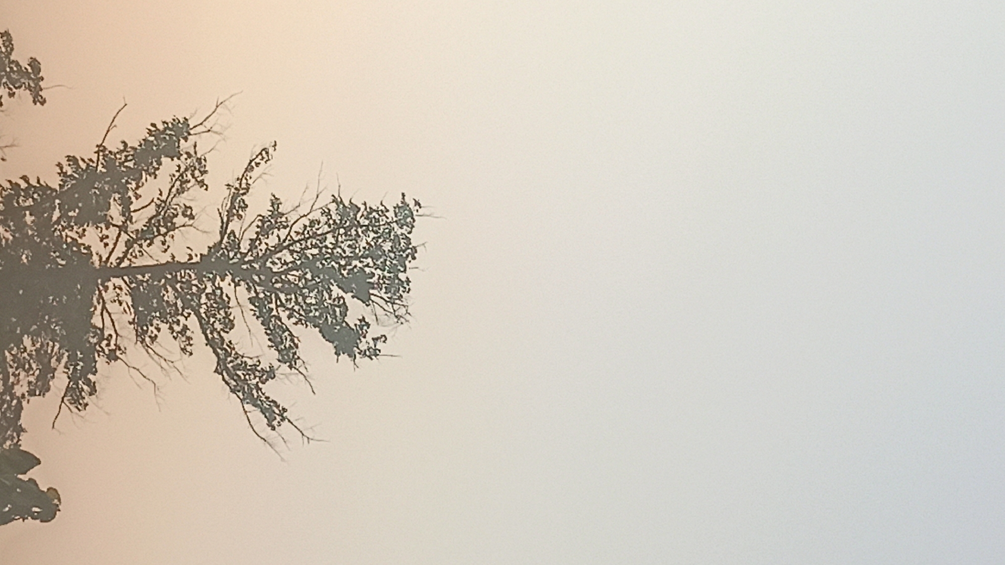The image shows a silhouette of a tree against a hazy, light-colored sky, likely during dawn or dusk. The sky has a gradient of colors, from a pale yellow or orange near the horizon to a lighter grey or white at the top. The tree is bare of leaves in many places, with intricate branches spreading upwards. Part of another tree or foliage is visible at the bottom of the frame, also silhouetted. The scene appears to be outdoors, possibly in a natural or semi-natural setting. There are no people or specific landmarks indicating the city of Tuba, Indonesia.