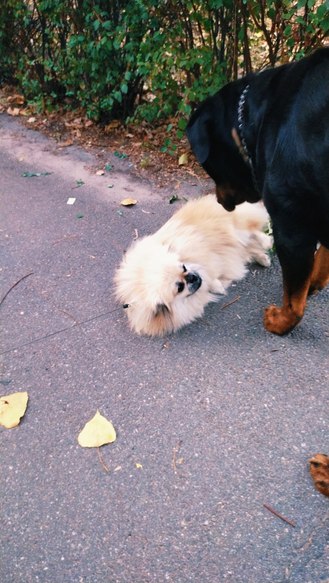 Two dogs, one large black Rottweiler and a small fluffy white dog, are on an asphalt path. The Rottweiler is standing and looking down at the smaller dog. The smaller dog is lying on its side, looking up at the Rottweiler. There are fallen leaves on the path and some greenery in the background. The scene is outdoors.