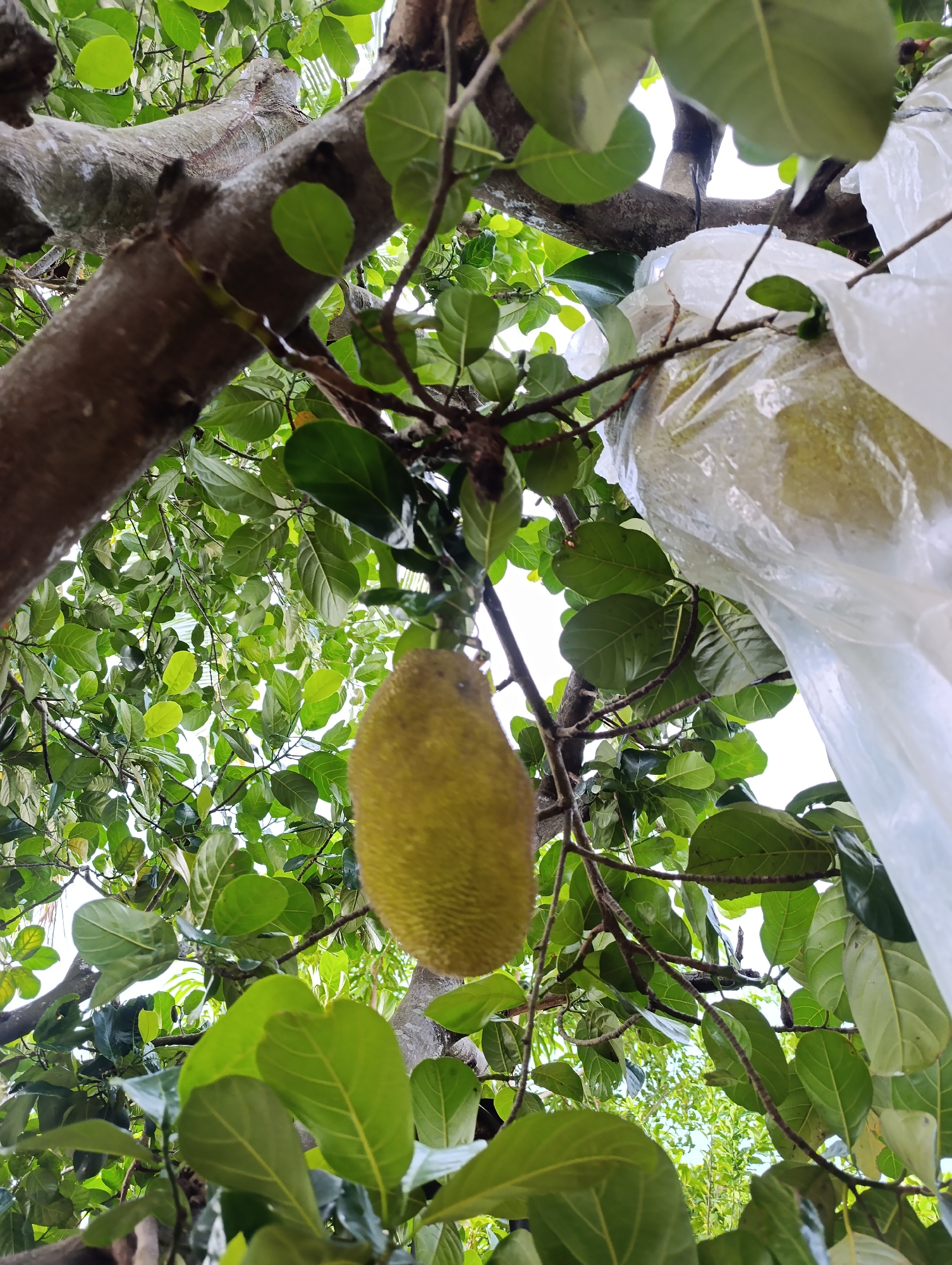 A jackfruit hangs from a branch of a tree, surrounded by lush green leaves. Part of the jackfruit is encased in a clear plastic bag, possibly for protection or to aid in ripening. The image captures a close-up view of the fruit and surrounding foliage, with the sky visible in the background.
