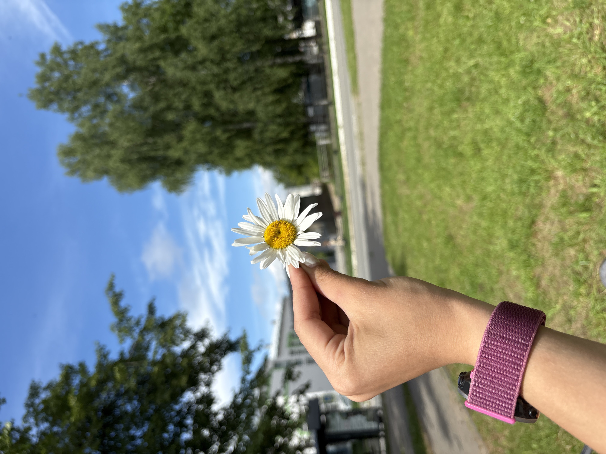 A person's hand, wearing a pink watch band, holds a single daisy flower with white petals and a yellow center. The hand and flower are in the foreground, with a blurred background of green grass, trees, a road, and a blue sky with scattered clouds. The scene appears to be outdoors, possibly in a park or residential area. No specific identifying features of the city of Chaikovsky, Russia are visible.
