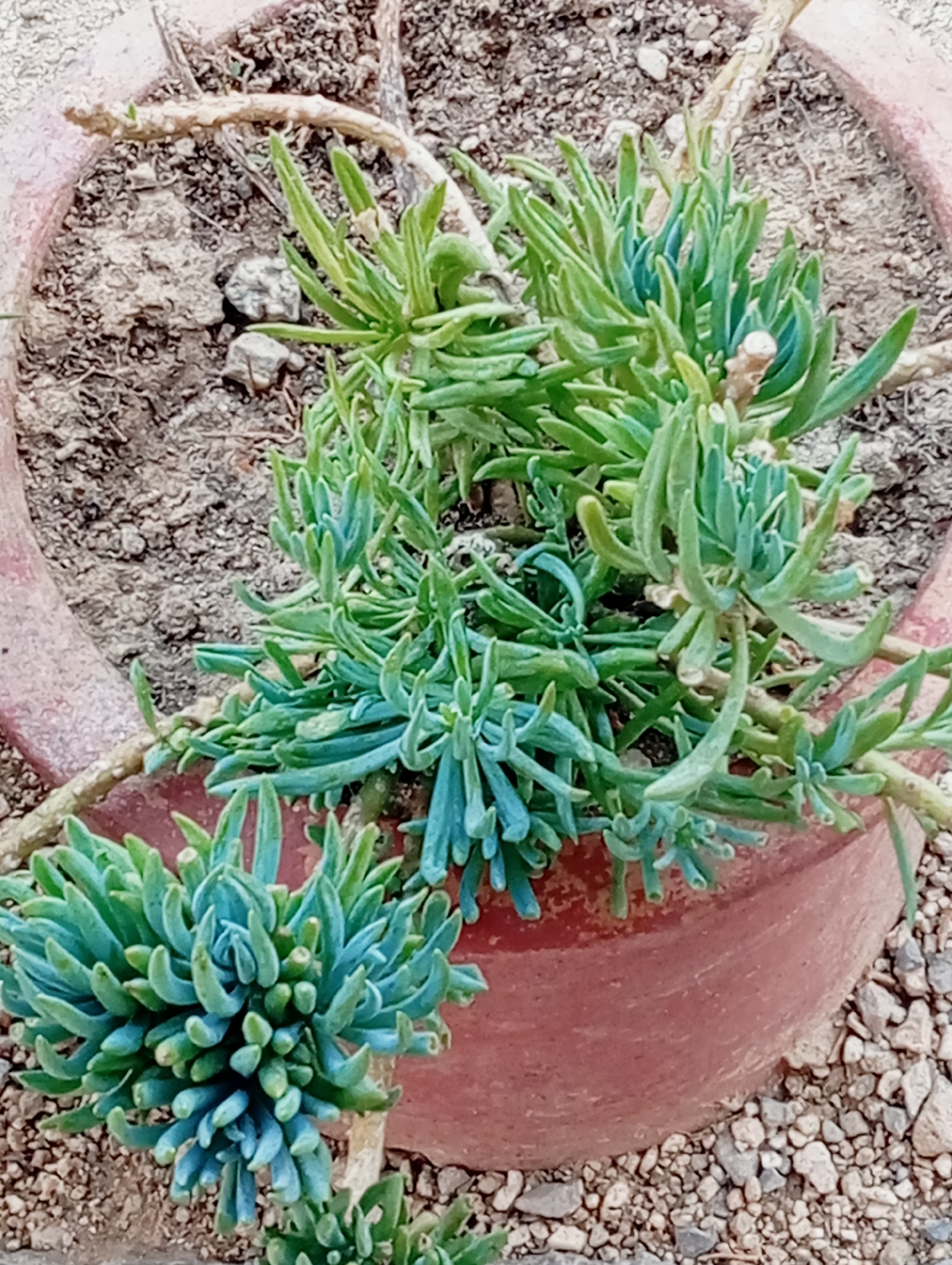 A close-up, high-angle shot shows a terracotta pot containing two succulent plants. The pot is filled with dark soil and small pebbles. The larger succulent, positioned in the upper right of the frame, has thin, elongated, pale green leaves. The smaller succulent, located in the lower left, displays densely packed, fleshy, blue-green leaves. The plant stems are thin and woody. The surrounding ground is covered with small, light-colored gravel. The scene is outdoors, and the lighting suggests it is daytime. No people are present. The image is taken in Unknown, Unknown.