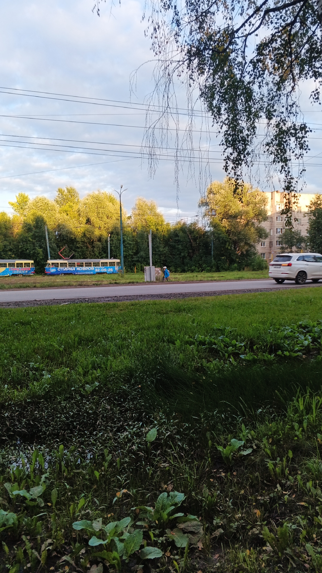 This is an eye-level, medium shot capturing a street scene in Izhevsk, Russia. In the foreground, a patch of lush green grass, some of which appears to be growing near a small, dark body of water, dominates the lower half of the image. The middle ground features a paved road with a white car driving away from the viewer on the right side. On the left side of the road, two trams are parked. The tram on the right has text on its side that reads "СТИРКА КОВРОВ 32-05-25". A person wearing a blue shirt and white shorts is walking near the trams. The background reveals a line of trees, some with vibrant green leaves and others appearing to be deciduous, with a multi-story building visible behind them on the right. The sky is partly cloudy, with thin wisps of clouds scattered across a pale blue canvas. Overhead, tree branches, possibly from a birch tree, with delicate, bare twigs and a few remaining leaves, hang down, creating a canopy effect. Power lines are also visible stretched across the sky. The overall impression is a slice of urban life in Izhevsk on what appears to be an overcast or late afternoon day.