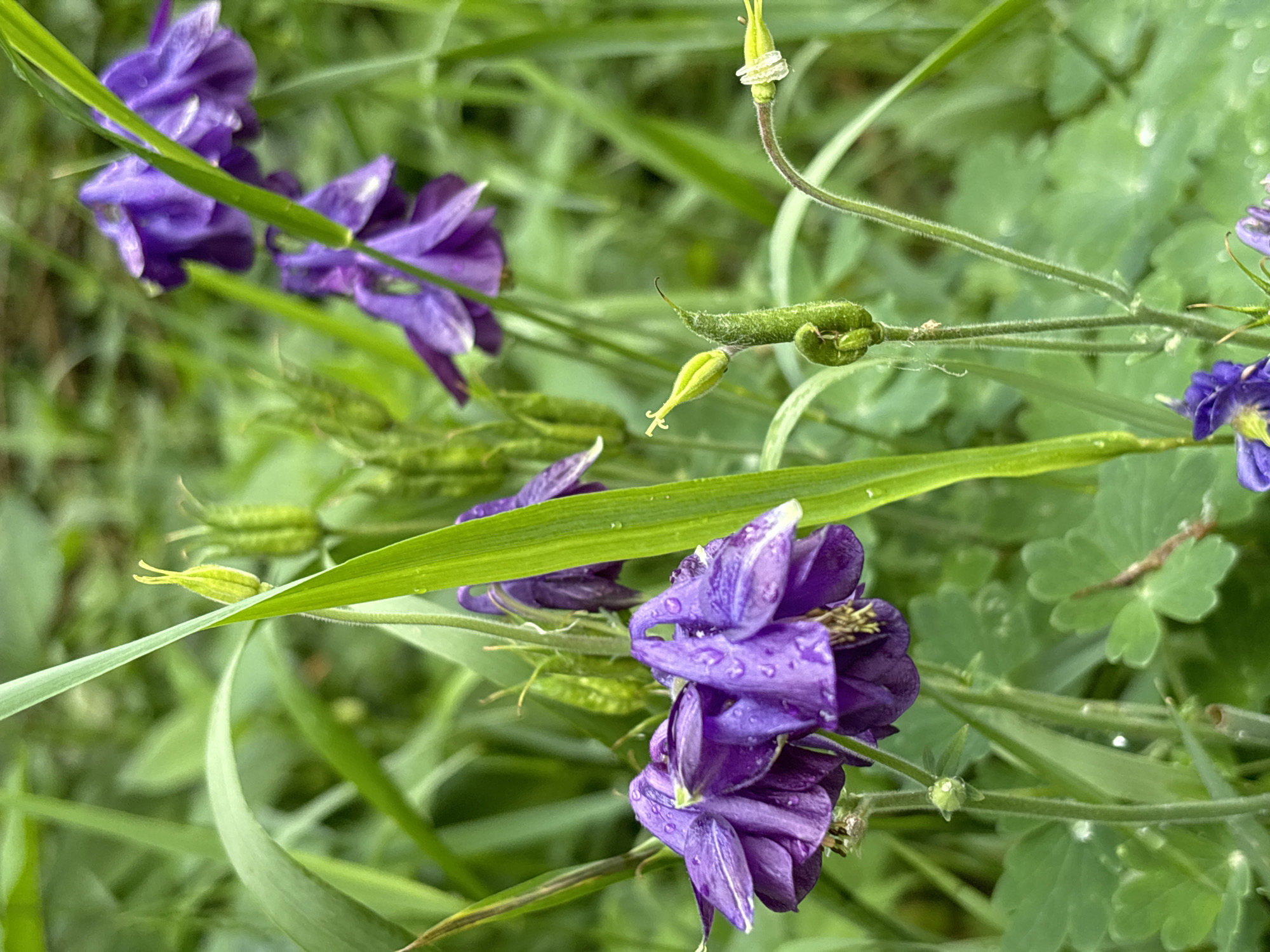 The image shows a close-up view of purple columbine flowers with water droplets on their petals. The flowers are surrounded by lush green grass and other foliage. The background is softly blurred, creating a shallow depth of field that emphasizes the detail of the flowers. There are several buds and seed pods visible on the stems, suggesting the flowers are in various stages of their life cycle. The lighting is soft and diffused, indicative of an overcast day or early morning/late evening. There are no people or man-made structures visible in the frame. The scene appears to be a natural setting, possibly a garden or a meadow. The exact location in Chaikovsky, Russia cannot be determined from the image alone.