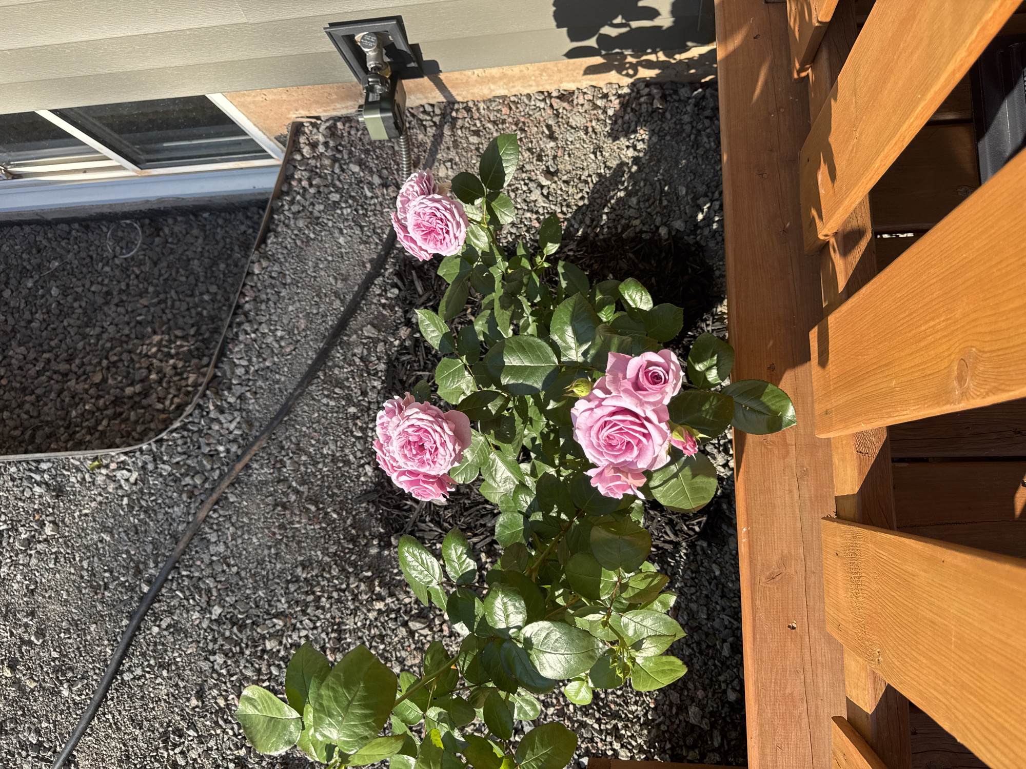 An outdoor, high-angle, eye-level shot captures a rose bush with multiple pink blooms in the city of Dieppe, Canada. The bush is situated in a bed of dark grey gravel, with a portion of a wooden deck visible in the foreground. Behind the rose bush, a light tan building with a window and what appears to be an outdoor faucet or utility box is visible. The lighting suggests a sunny day, casting shadows on the ground and deck. The image is still and shows no people or animals.