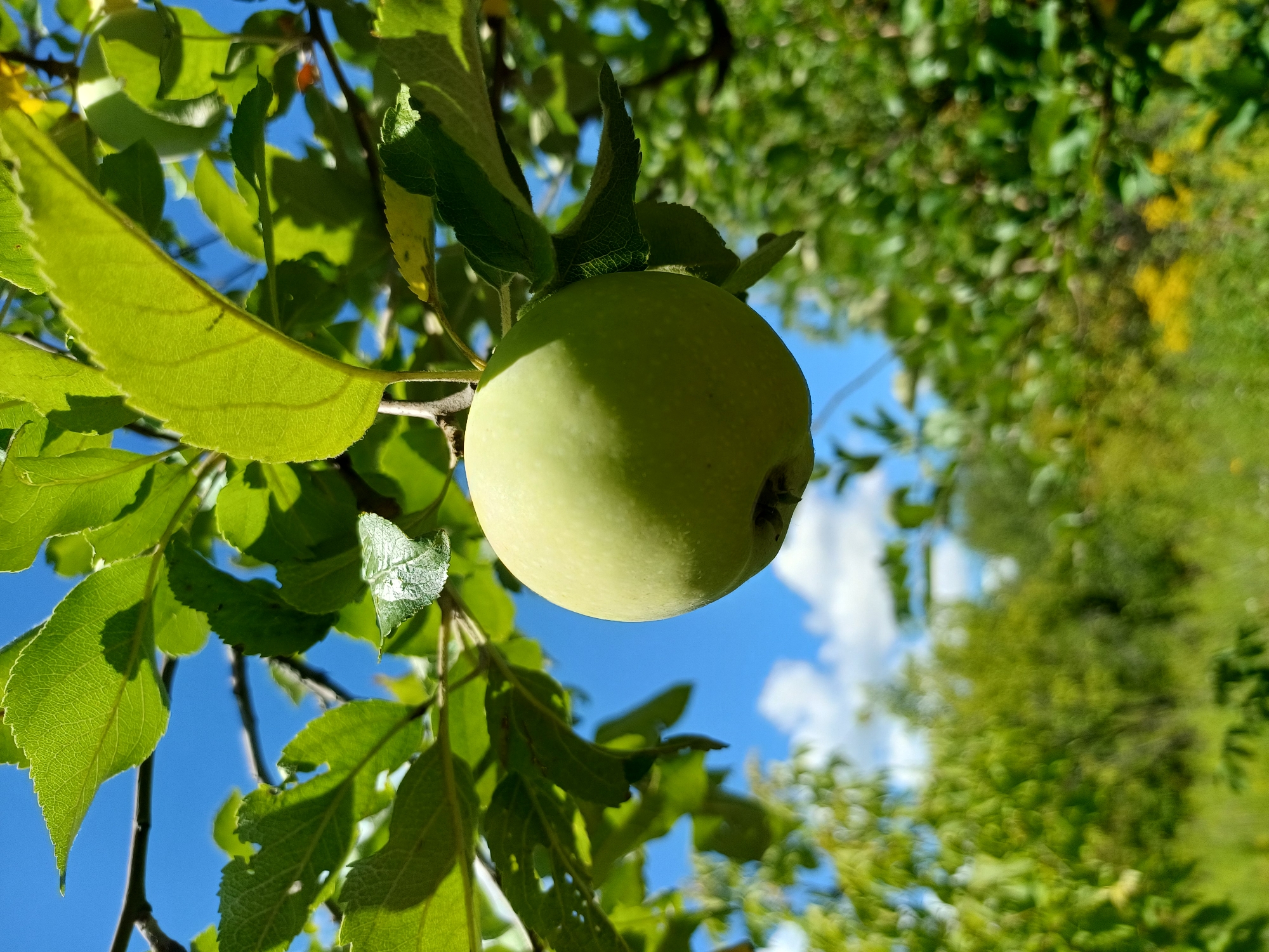 An apple hangs from a tree branch on a sunny day, set against a backdrop of blue sky with scattered clouds. The apple is green and spherical, with a slight indentation at the top where it attaches to the stem. Green leaves surround the apple, some casting shadows on its surface. The background is a blurred landscape of more green foliage and yellow wildflowers, suggesting a natural, possibly rural setting. The image was taken in Sulymivka, Ukraine.