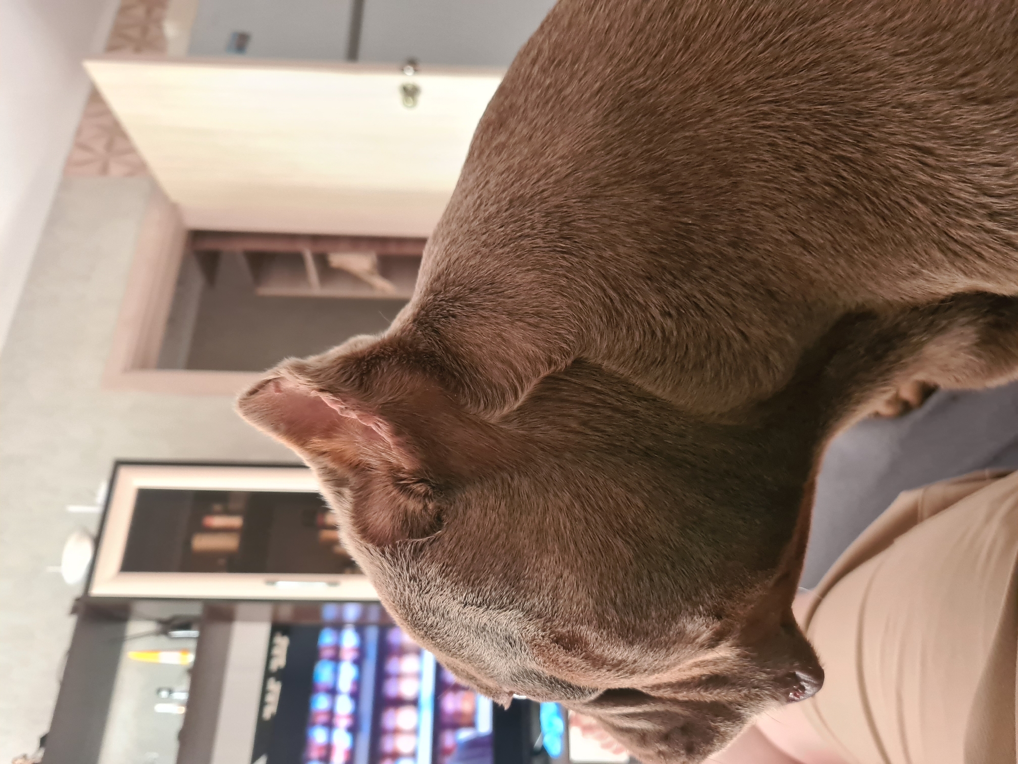 This media file is a close-up shot of a brown dog's head and shoulder. The dog is looking down, with its ears perked. The background is blurred but appears to be an indoor setting with furniture and a television screen. The lighting suggests it could be daytime, but it's difficult to determine the exact time. The overall mood is calm and relaxed, with the dog seemingly curious or attentive to something out of frame. No visible text is present in the media file.