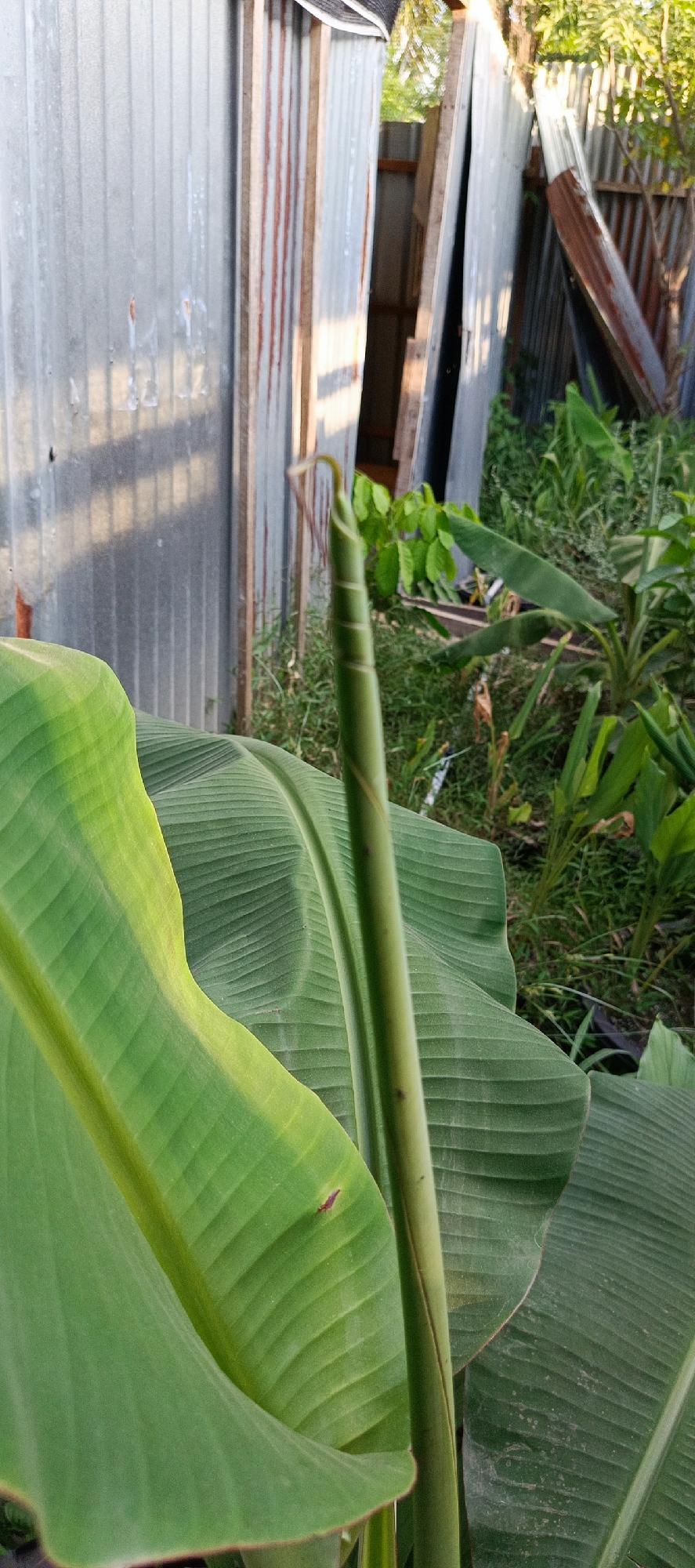 In Meunasahmesjid, Indonesia, this image captures a close-up view of a young banana plant with its leaves unfurling. The plant is situated in a natural outdoor environment, with lush green foliage dominating the foreground. In the background, there is a rustic structure made of corrugated metal and wood, possibly a shed or a simple building, suggesting a rural or semi-rural setting within the city. The sunlight illuminates the scene, casting shadows and highlighting the textures of the banana leaves and the weathered metal sheeting. The overall impression is one of natural growth and simple, functional construction.