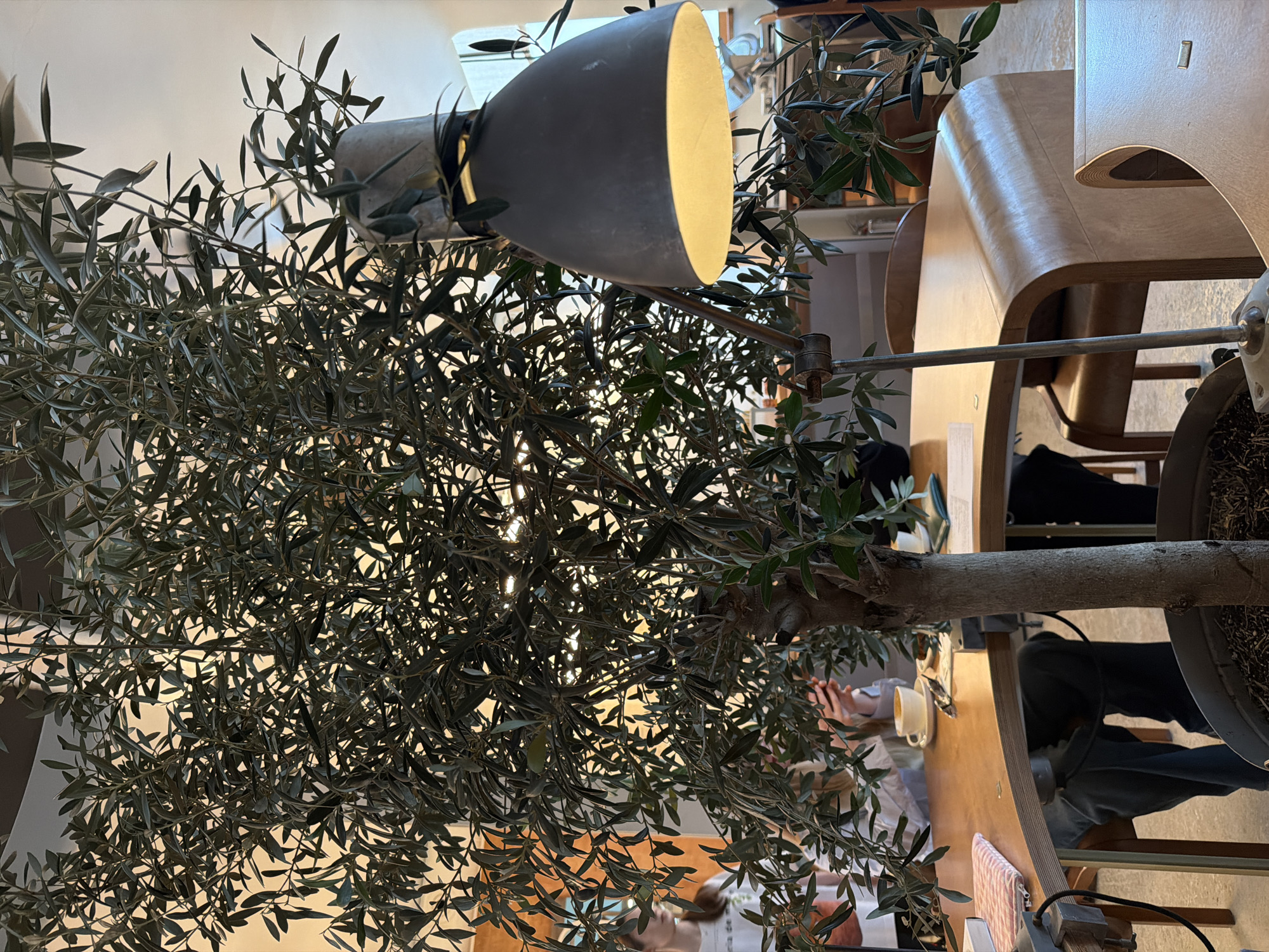 The image captures an indoor scene, likely a cafe or a workspace. The foreground is dominated by an olive tree, its slender leaves and branches filling a significant portion of the frame. Behind the tree, a desk lamp with a large, gray shade emits a warm light.
Behind the tree and the lamp, a wooden desk with a curved design is visible. People are seated at the desk, with glimpses of their arms, hands, and clothing visible through the branches of the olive tree. A coffee cup is placed on the desk.
The environment appears to be well-lit and modern. The photograph offers no details linking it to Moscow, Russia.