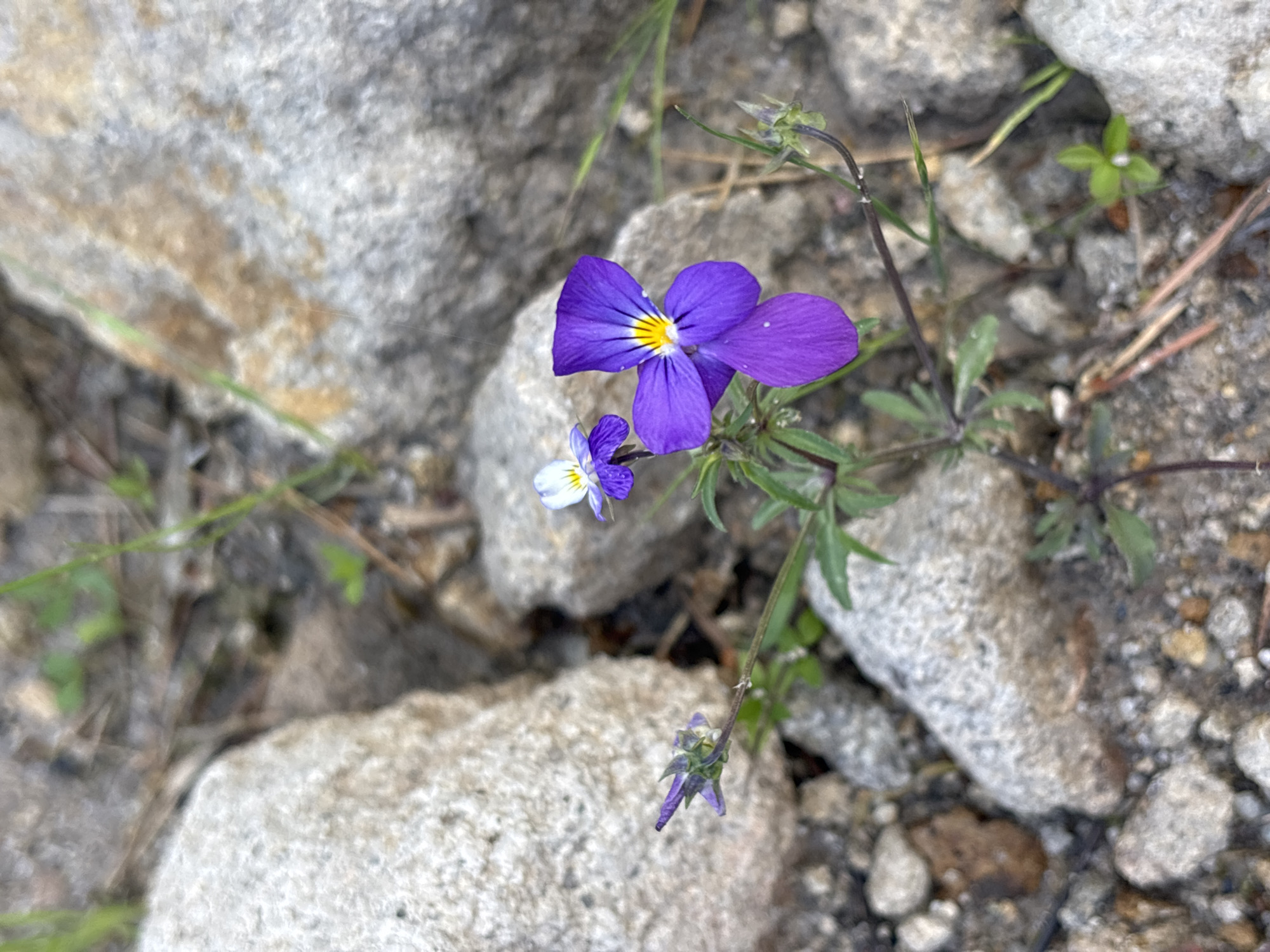In the city of Unknown, Unknown, a close-up, eye-level shot captures two small purple flowers amidst a rocky terrain. The larger flower, in the foreground, displays five petals, with the upper two and lower three prominently visible. The petals are a vibrant purple, fading to white at the edges, and a bright yellow center. Thin, dark lines radiate from the yellow center outward onto the petals. The smaller flower, slightly behind and to the left, is also purple and white, with a more intricate petal structure. Both flowers are attached to thin, green stems with small, green leaves. The background consists of various sizes of light-colored, rough-textured rocks and sparse green vegetation, suggesting an outdoor environment. The lighting is natural, with soft shadows indicating an overcast or shaded condition.