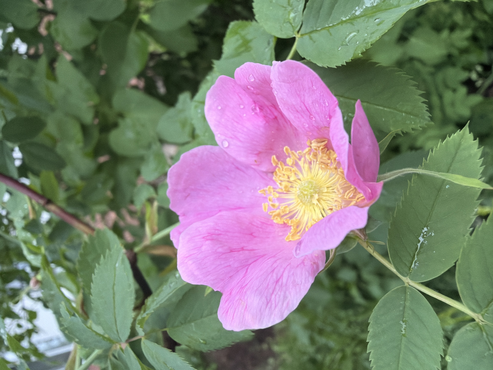 A close-up of a pink rose in bloom. The rose has yellow stamens and petals with water droplets on them. The rose is surrounded by green leaves, also with water droplets. The background is a blur of green foliage. The specific location in the city of Chaikovsky, Russia, cannot be determined from the image.