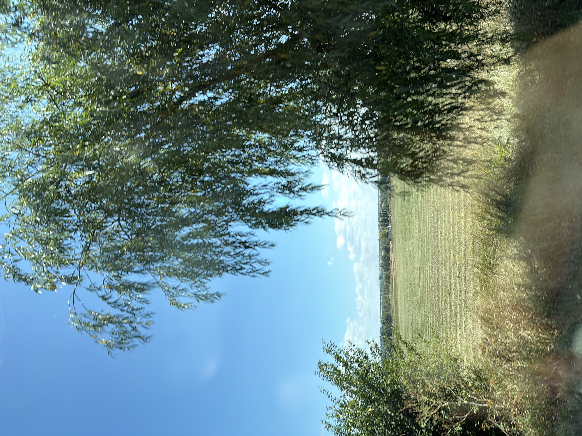 The image captures a sunlit, rural landscape near Ustia, Moldova. A large tree with dense green foliage dominates the right side of the frame, casting dappled shadows on the ground and a field in the mid-ground. The field appears to be recently harvested, with visible rows indicating where crops were cut. To the left, a smaller tree with lighter green leaves stands partially in view. Beyond the field, a treeline stretches across the horizon, and in the far distance, several buildings are visible. The sky is a clear, bright blue with a few scattered white clouds. The foreground shows dry grass and vegetation. The image appears to be taken from a moving vehicle due to the slight motion blur visible in the foliage and shadows.