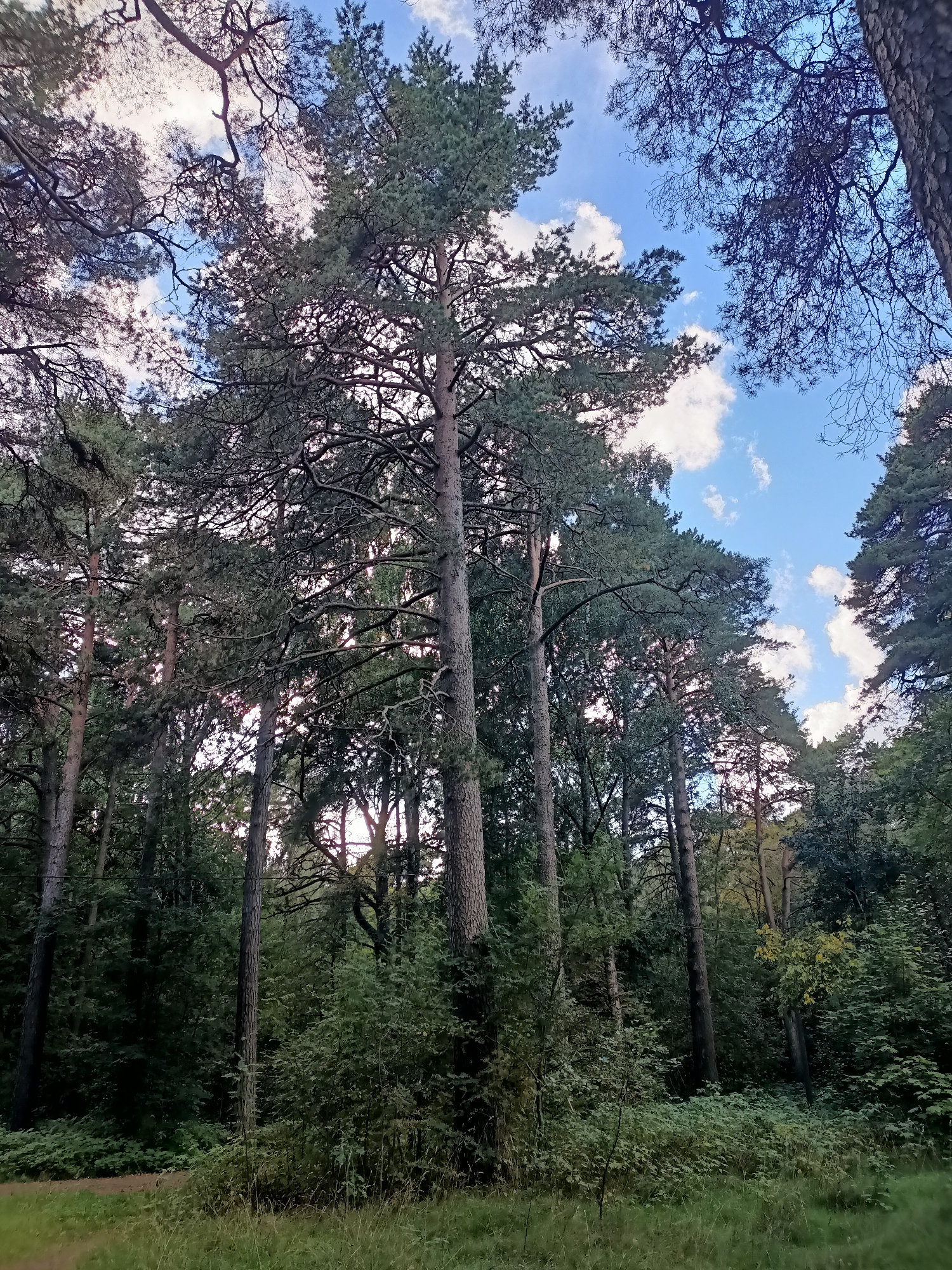 The image depicts a dense forest with tall pine trees reaching towards a bright blue sky dotted with white clouds. The sun is partially obscured by the tree canopy, casting dappled light and creating a sense of depth. The foreground is filled with green foliage, including grass and various shrubs, with a dirt path visible on the left. The overall impression is one of a natural, undisturbed woodland. The image does not contain any people or specific landmarks that would indicate a location in Tallinn, Estonia.