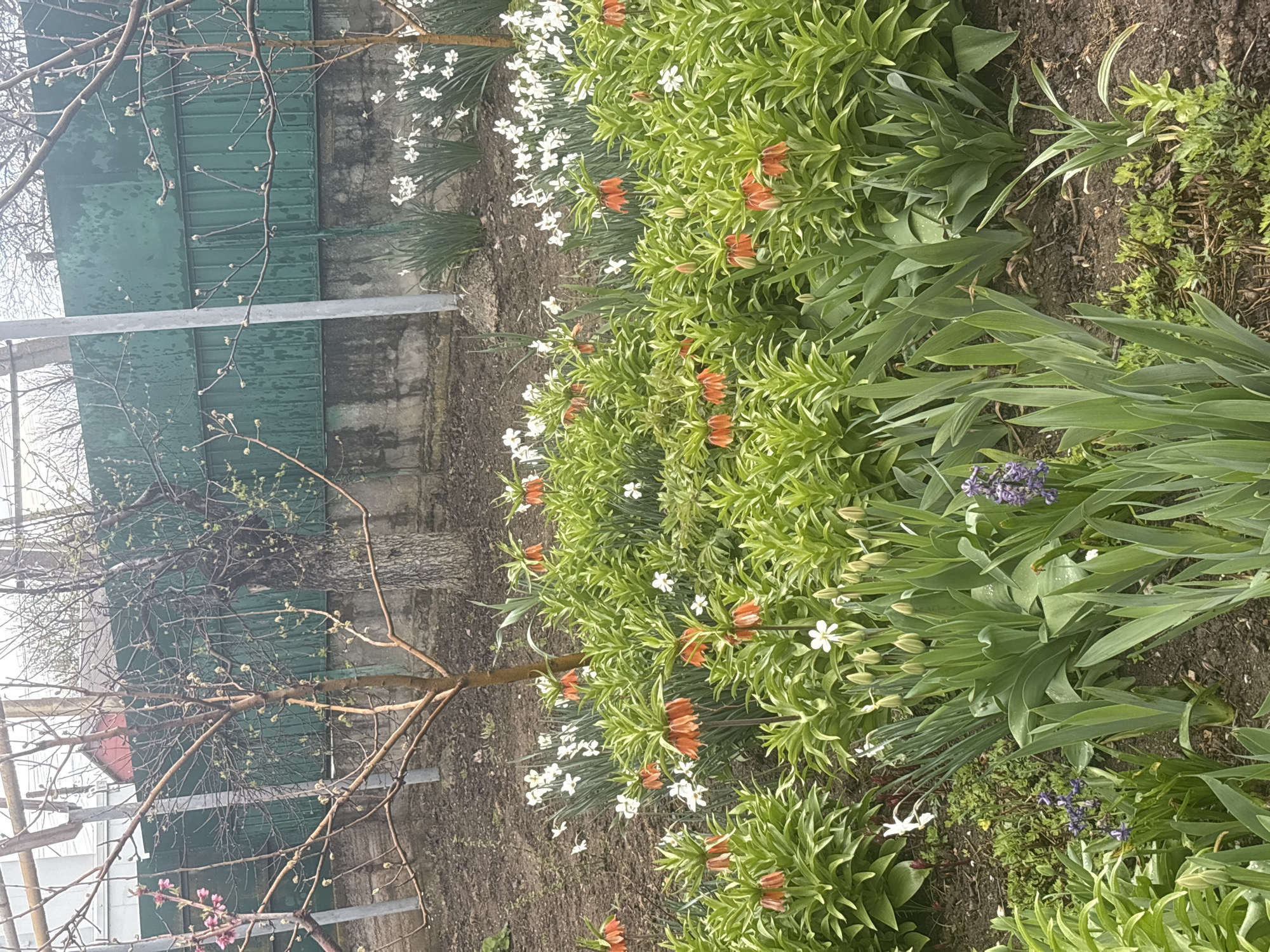 The image depicts a garden setting in what appears to be the early spring season, potentially located in Пожарское сельское поселение, Ukraine. A tree with bare branches, some showing the very beginnings of budding, is visible in the foreground. Behind it is a weathered green fence and a grey concrete wall. The foreground is dominated by a garden bed densely planted with various flowers. There are orange Crown Imperial flowers with their distinctive tufted foliage, interspersed with smaller white flowers, possibly daffodils or snowdrops. Green foliage of various types fills the garden bed. The overall impression is of a garden awakening after winter. There are no people visible in the frame. The focus is on the vegetation and the environmental setting.