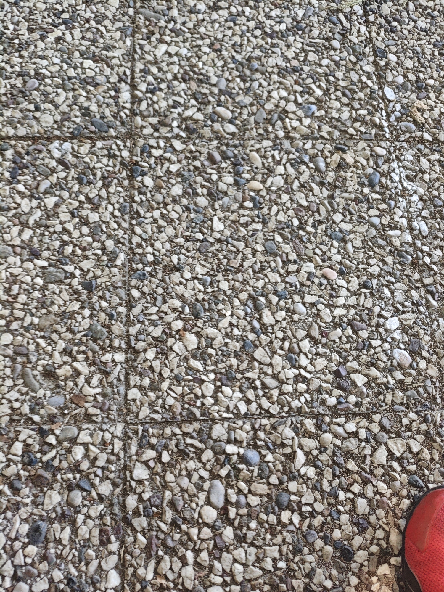 The image is a close-up, overhead view of a textured concrete surface embedded with small stones and pebbles. The surface appears to be a pathway or patio. The stones are varied in size, shape, and color, ranging from light beige and white to darker grays and browns, with some darker, almost black, pebbles mixed in. The concrete itself is a muted gray, and the overall impression is one of a durable, outdoor surface.
In the bottom right corner of the image, a small portion of a red shoe or sneaker is visible, suggesting that a person is present, though they are not the main subject of the image. The shoe is bright red with a darker sole and a subtle pattern on its side.
The scene is illuminated by natural light, and there are no strong shadows, suggesting it might be overcast or the sun is high in the sky. The texture of the ground is the dominant element, with no other objects or environmental details clearly discernible. The image is static, capturing a moment in time without any specific activity taking place beyond the implied presence of a person. There is no visible text in the image. The context suggests an outdoor, possibly urban or suburban, setting where such paved surfaces are common.