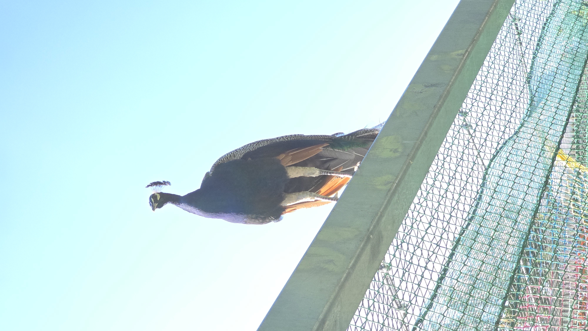 An adult peacock stands perched on a metal railing above a green mesh fence. The peacock faces to the left, with its head tilted slightly upward. The bird is predominantly dark blue and black, with brown and green feathers visible on its body and tail. Its legs are pale. The background is a clear, light blue sky. The mesh fence appears to be part of an enclosure, with glimpses of colorful objects or structures visible through it. The scene is outdoors.