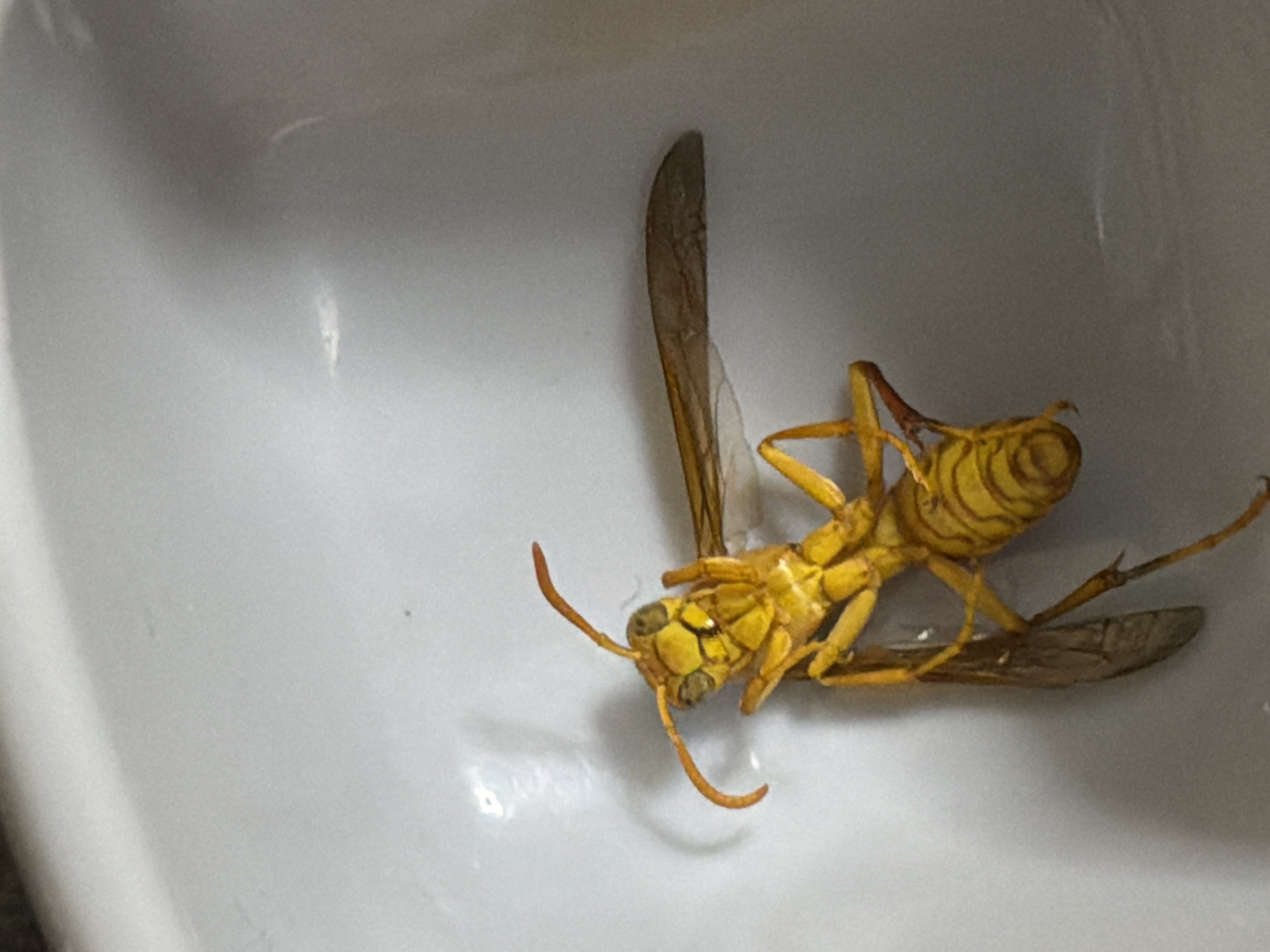 The image shows a deceased wasp on a white, curved surface. The wasp is bright yellow with dark stripes on its abdomen. It has large compound eyes, antennae, two wings, and six legs. The surface appears to be ceramic and is illuminated by a light source, creating a shadow of the wasp. The location in Chirchik, Uzbekistan, is not discernible from the image itself.