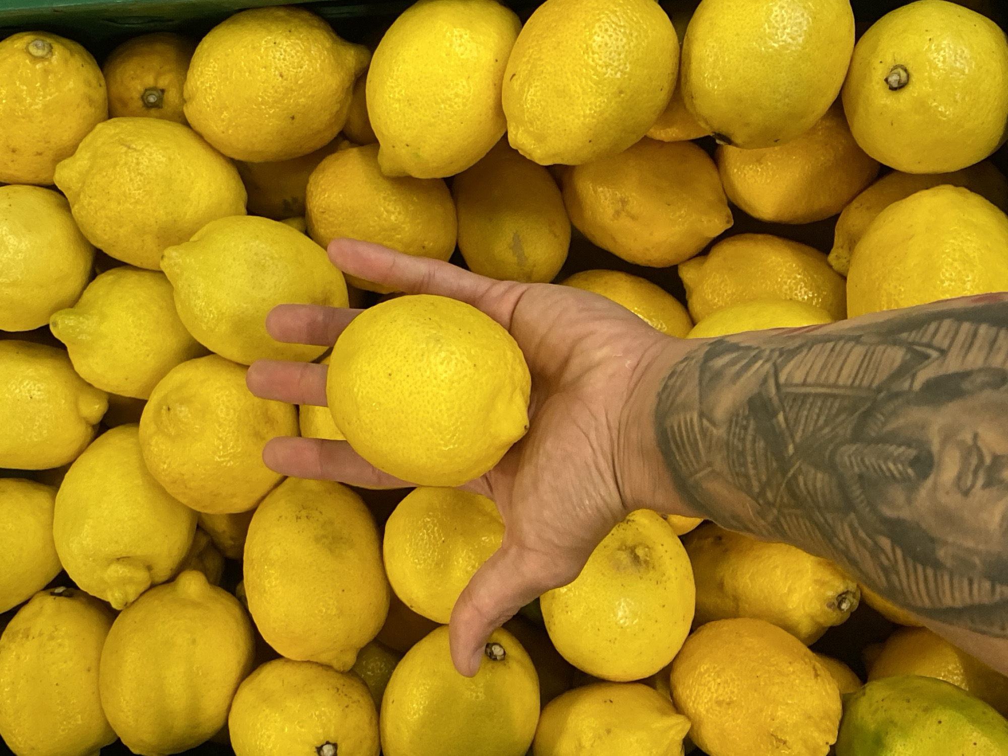 A hand is holding a lemon amongst a pile of lemons. The lemons are yellow and have textured skin. The hand has a tattoo on the forearm. The background is a close-up of more lemons. The image was taken in Pleven, Bulgaria.