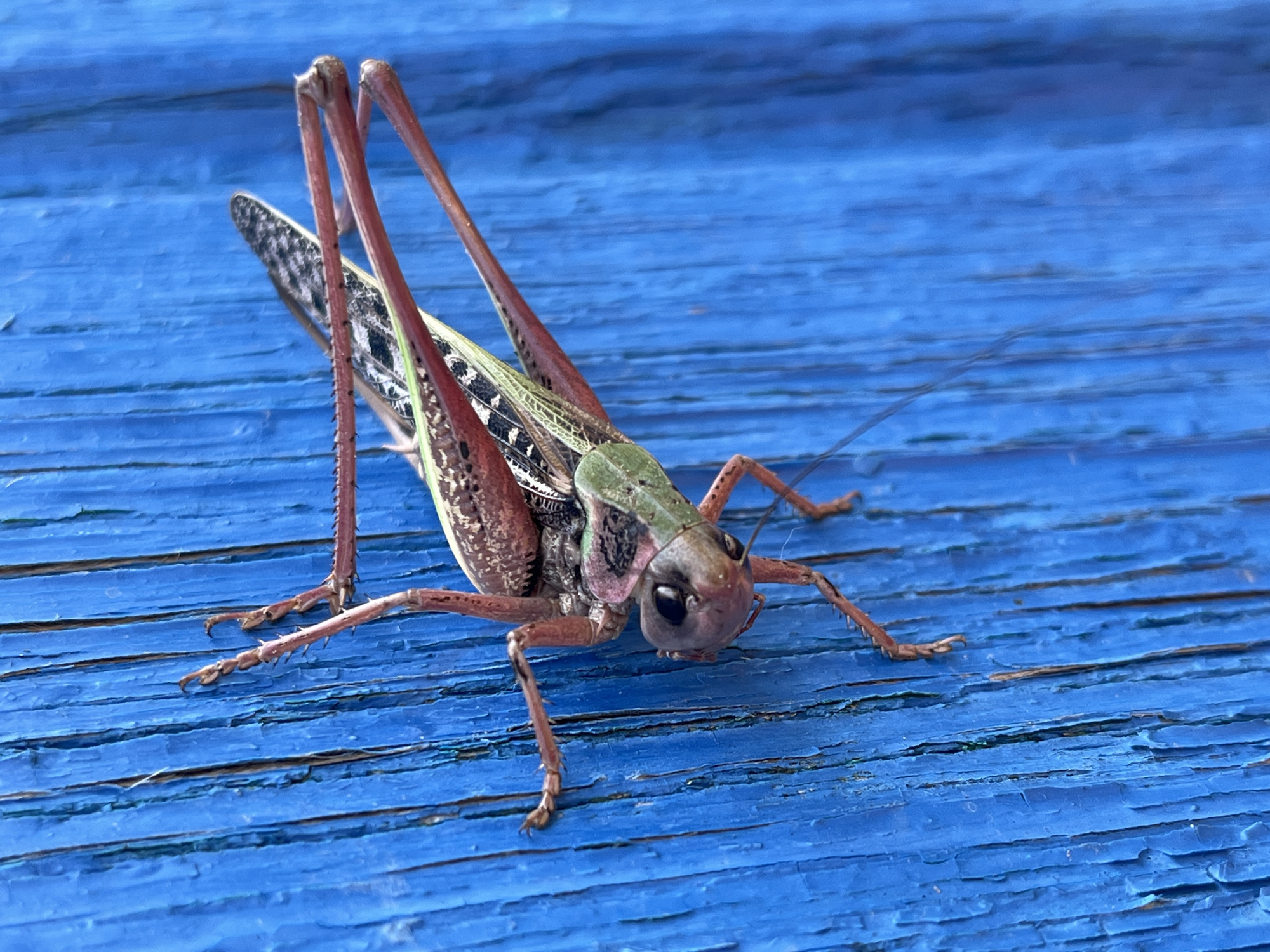 A close-up, vertical shot captures a grasshopper clinging to a weathered blue wooden surface. The grasshopper, predominantly reddish-brown with some green and black markings, is positioned diagonally, its body extending from the lower left to the upper right. Its long, spiky hind legs are extended, gripping the textured wood, while its front and middle legs are also visible, holding onto the surface. The grasshopper's wings are partially visible, with a patterned texture. The blue wood exhibits a distressed finish with visible vertical grain and peeling paint, creating a textured background. The lighting suggests an outdoor environment, casting minimal shadows. The image appears to be taken in or around Krasnyye Barrikady, Russia, a location characterized by its proximity to the Volga River and its industrial and natural landscapes.